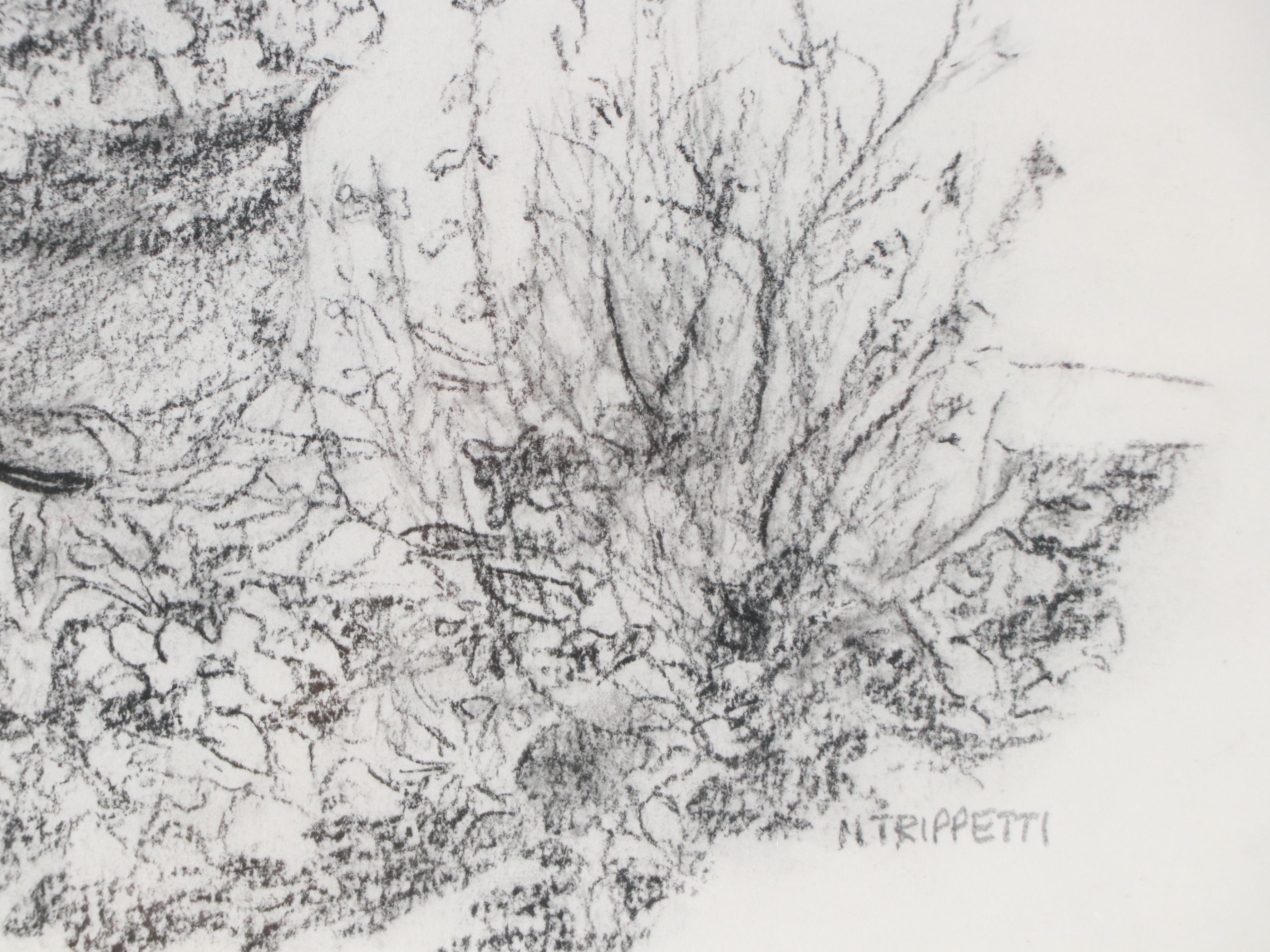 N. Trippetti Garden Drawing