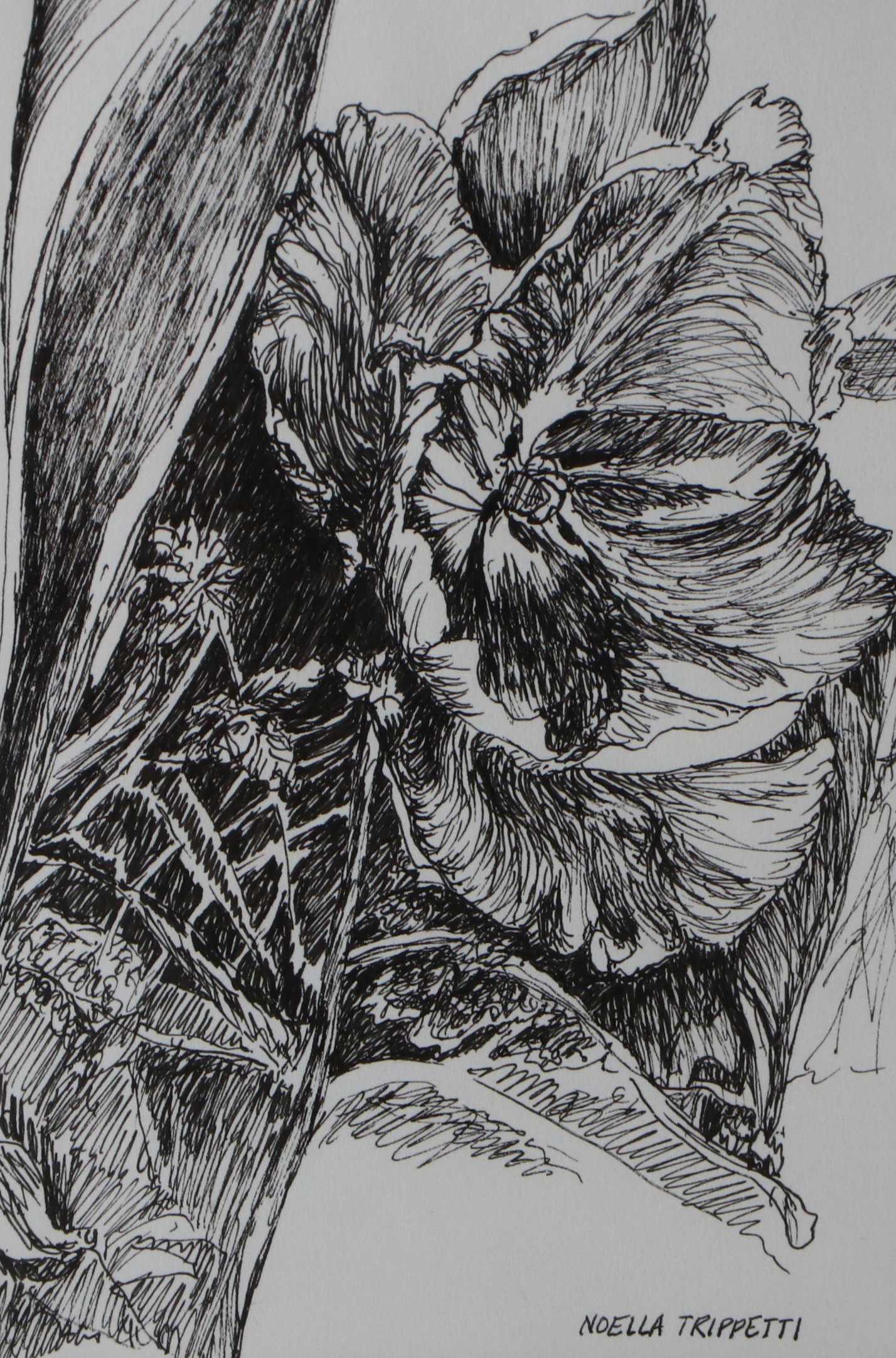 Noella Trippetti Floral Ink Drawing