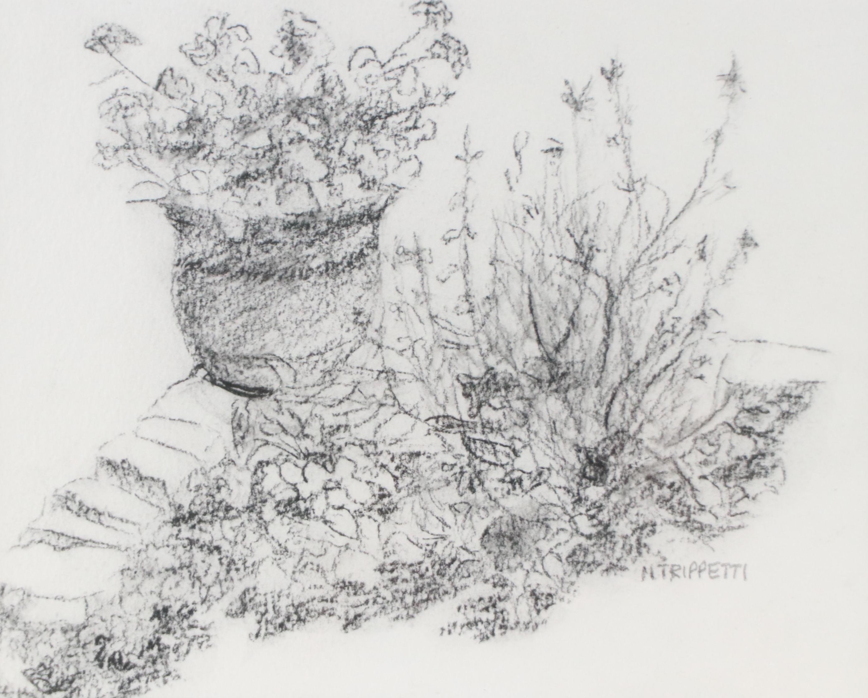 N. Trippetti Garden Drawing