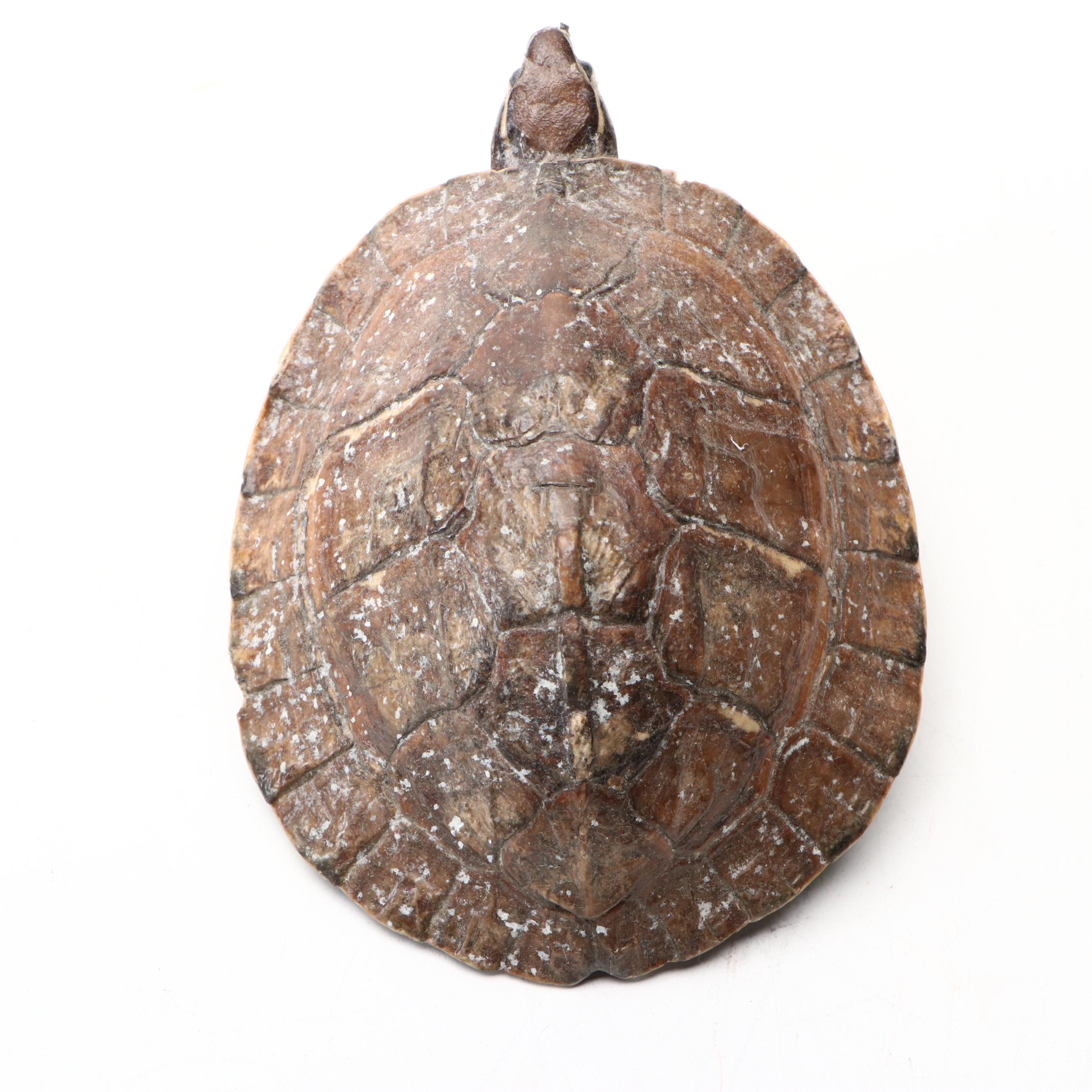 Taxidermy Yellow-Bellied Pond Slider