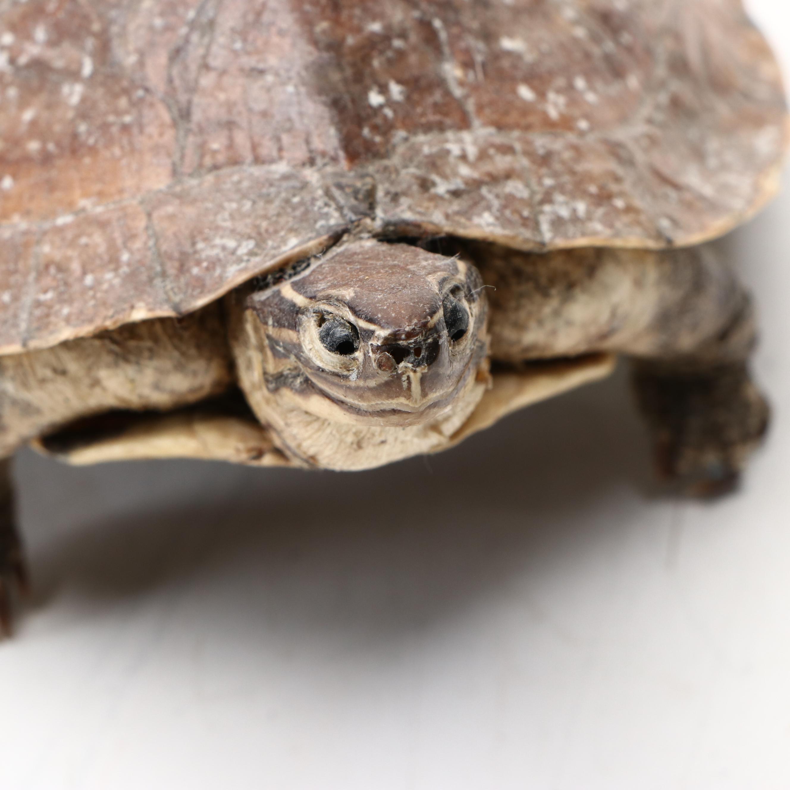 Taxidermy Yellow-Bellied Pond Slider