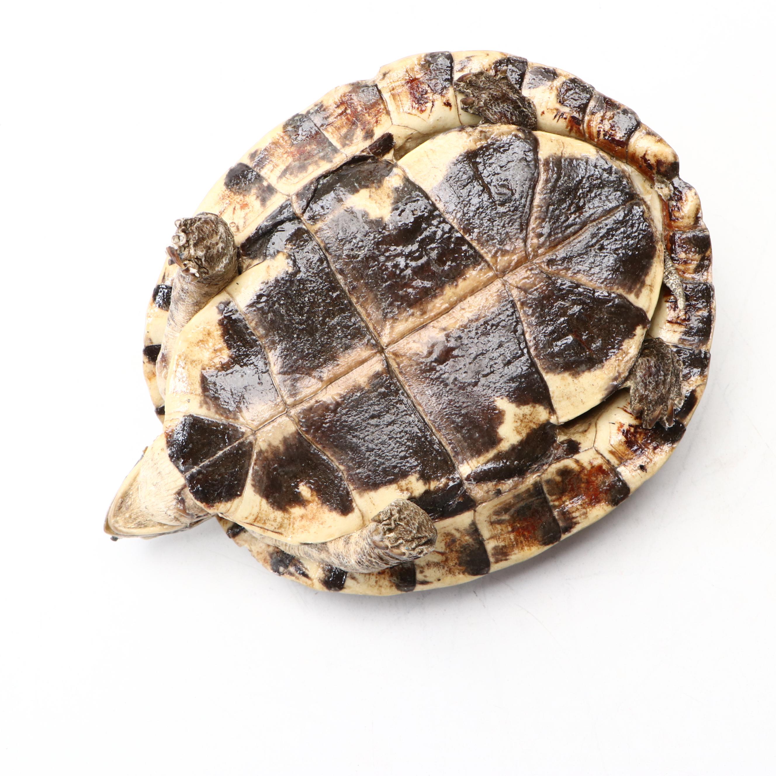 Taxidermy Yellow-Bellied Pond Slider