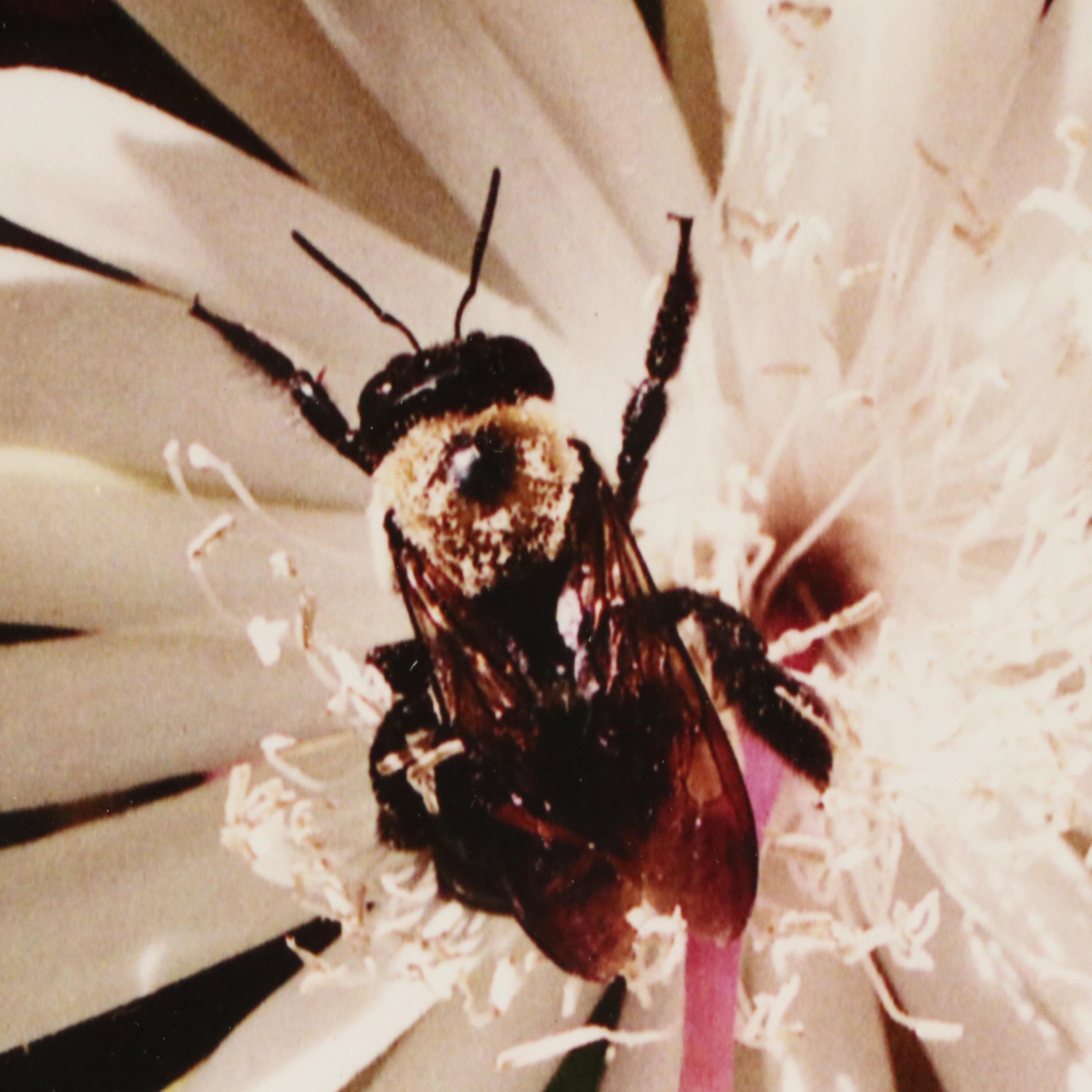 Robert Beaven Folk Art Handmade Wood Frames, 20th Century