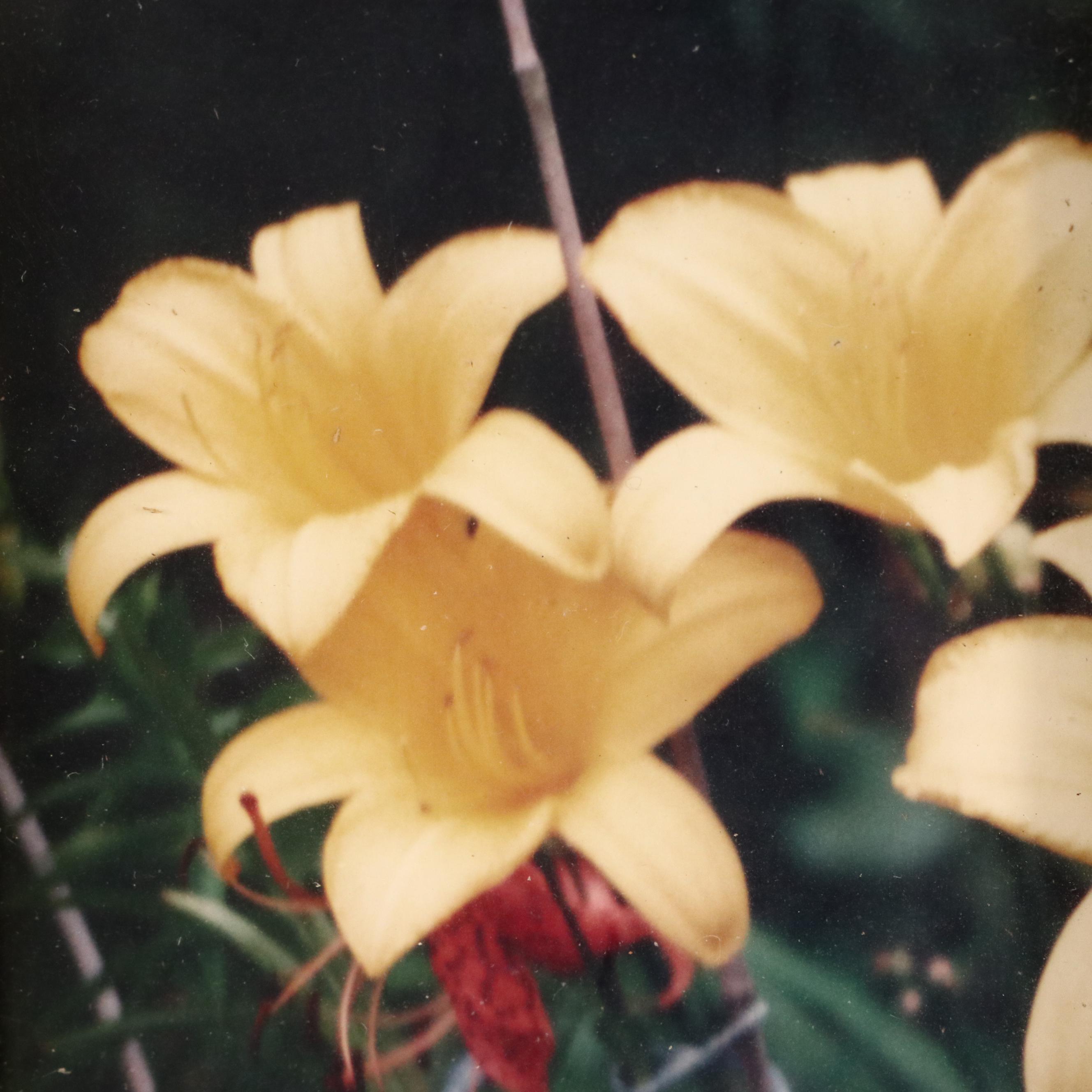 Wooden Tramp Art Frame with Floral Photographs, Late 19th to Early 20th Century