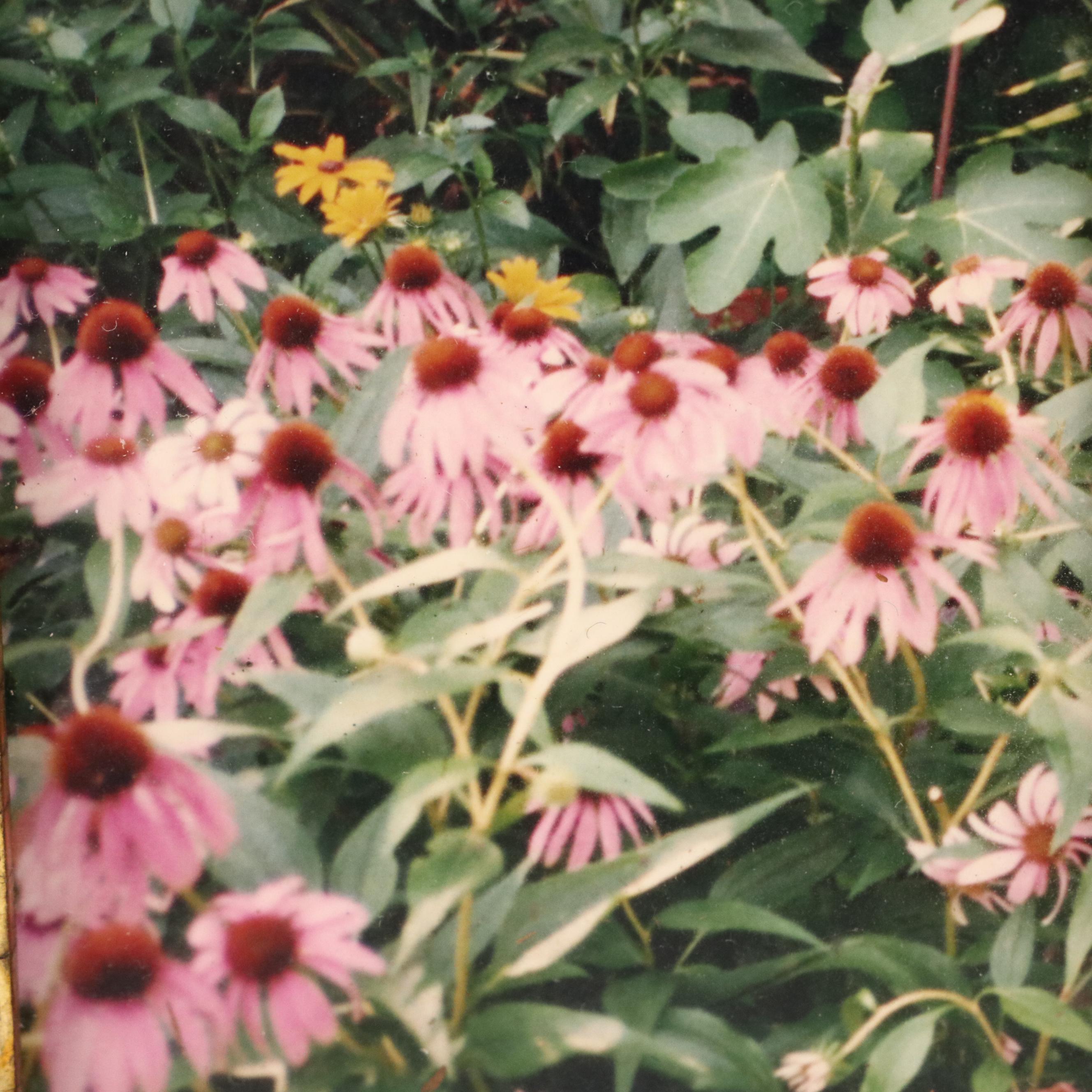 Wooden Tramp Art Frame with Floral Photographs, Late 19th to Early 20th Century