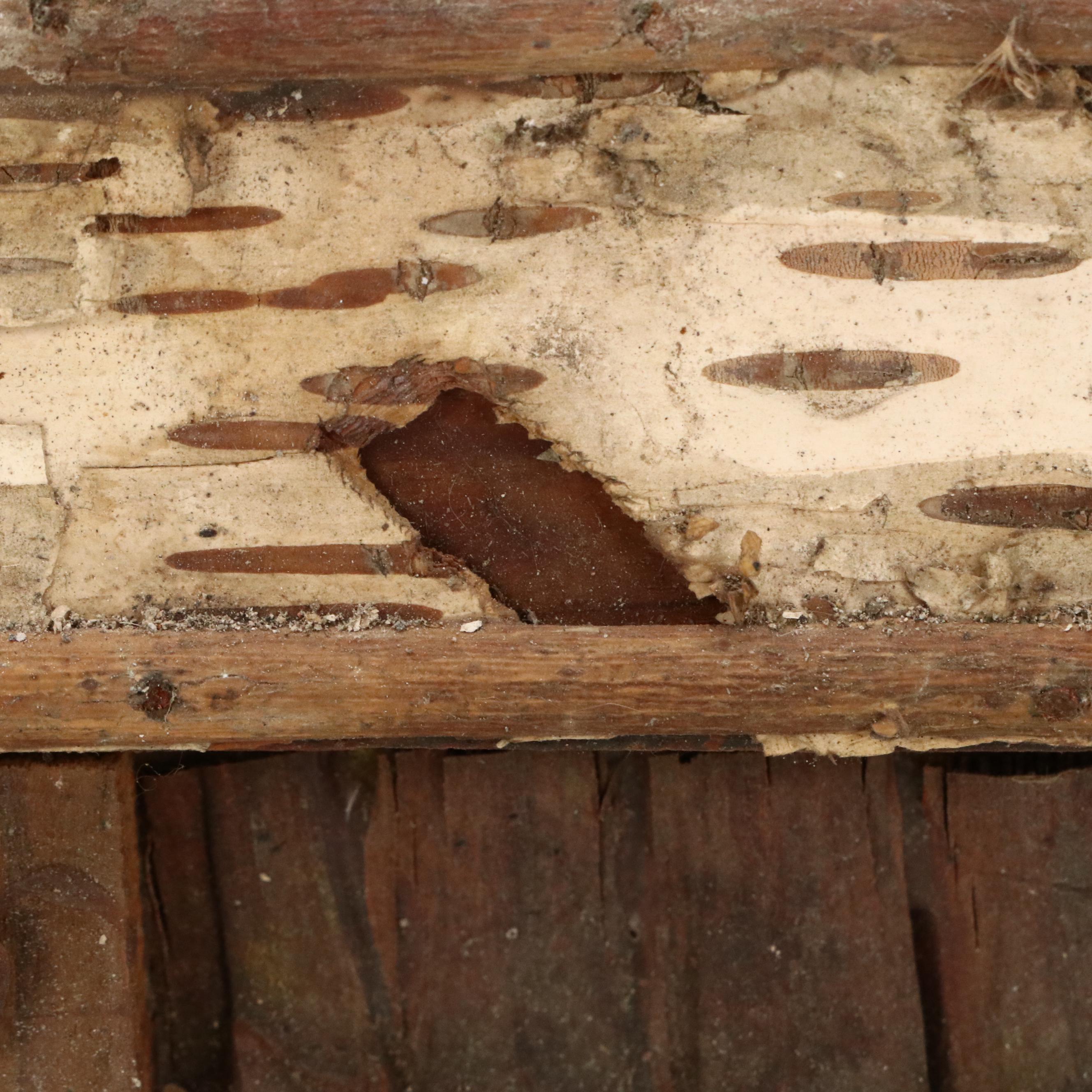 Robert Beaven Handmade Folk Art Found Organic Materials Frame, 20th Century