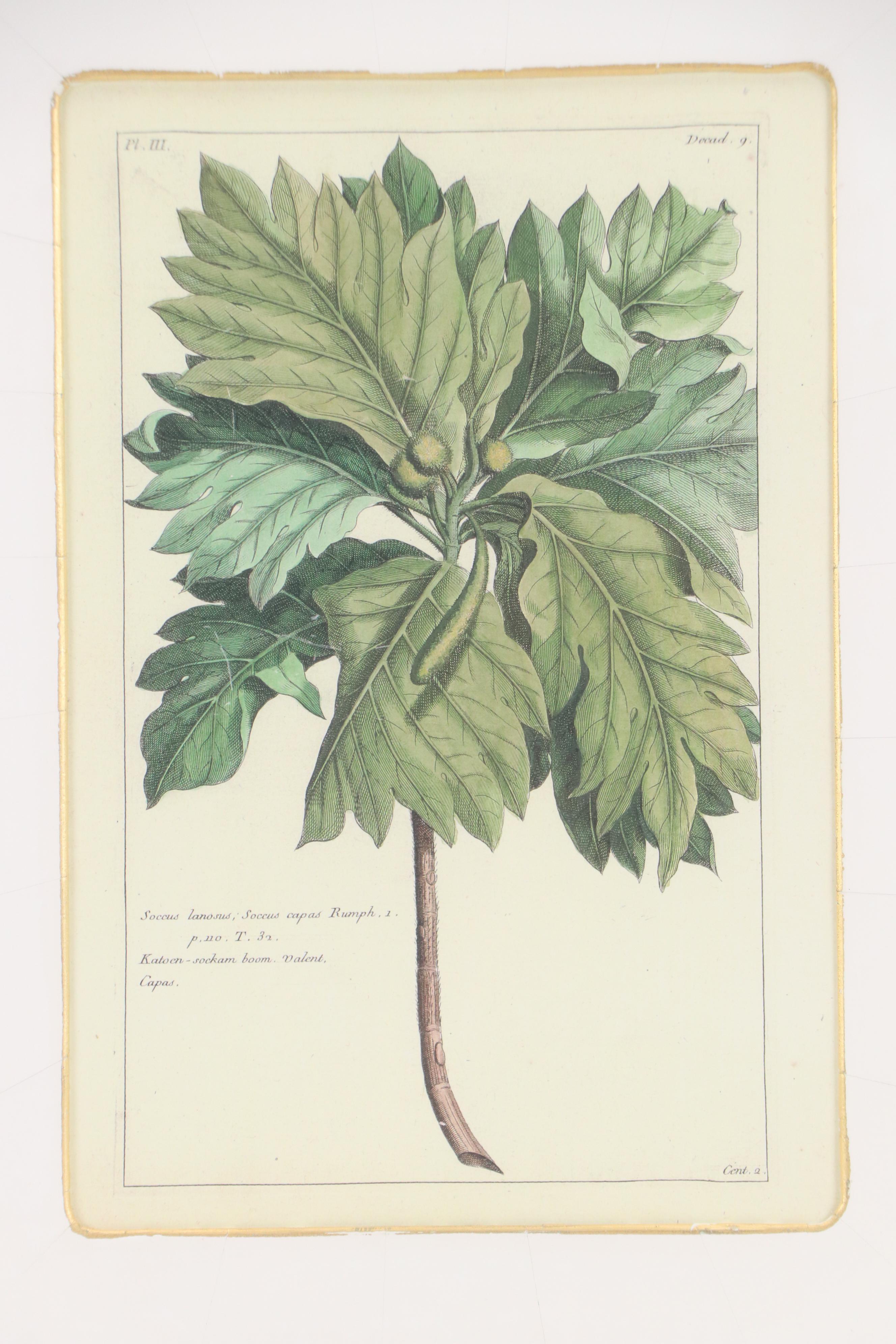 Digital Reproductions of Antique Botanical Prints, 20th or 21st Century