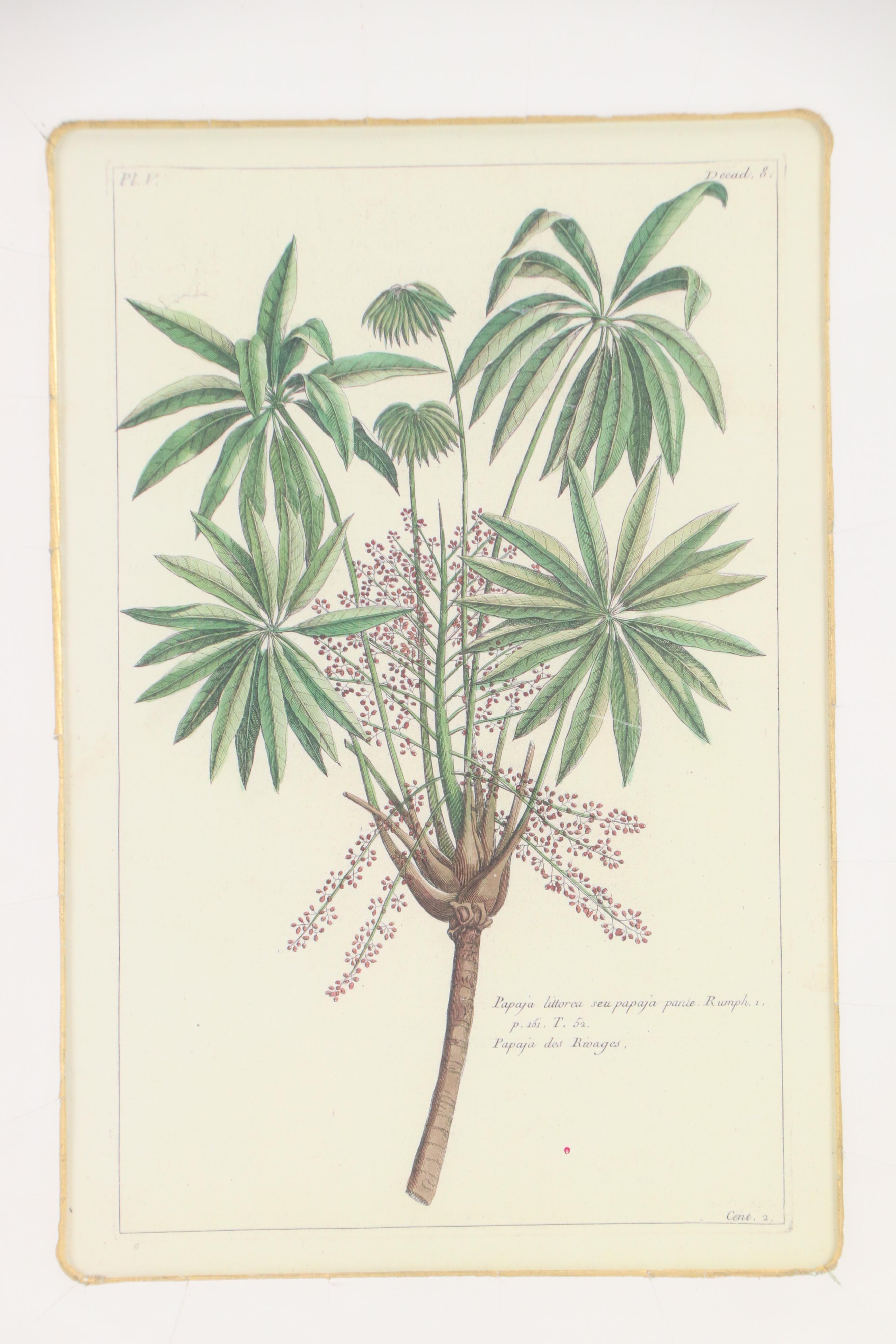 Digital Reproductions of Antique Botanical Prints, 20th or 21st Century
