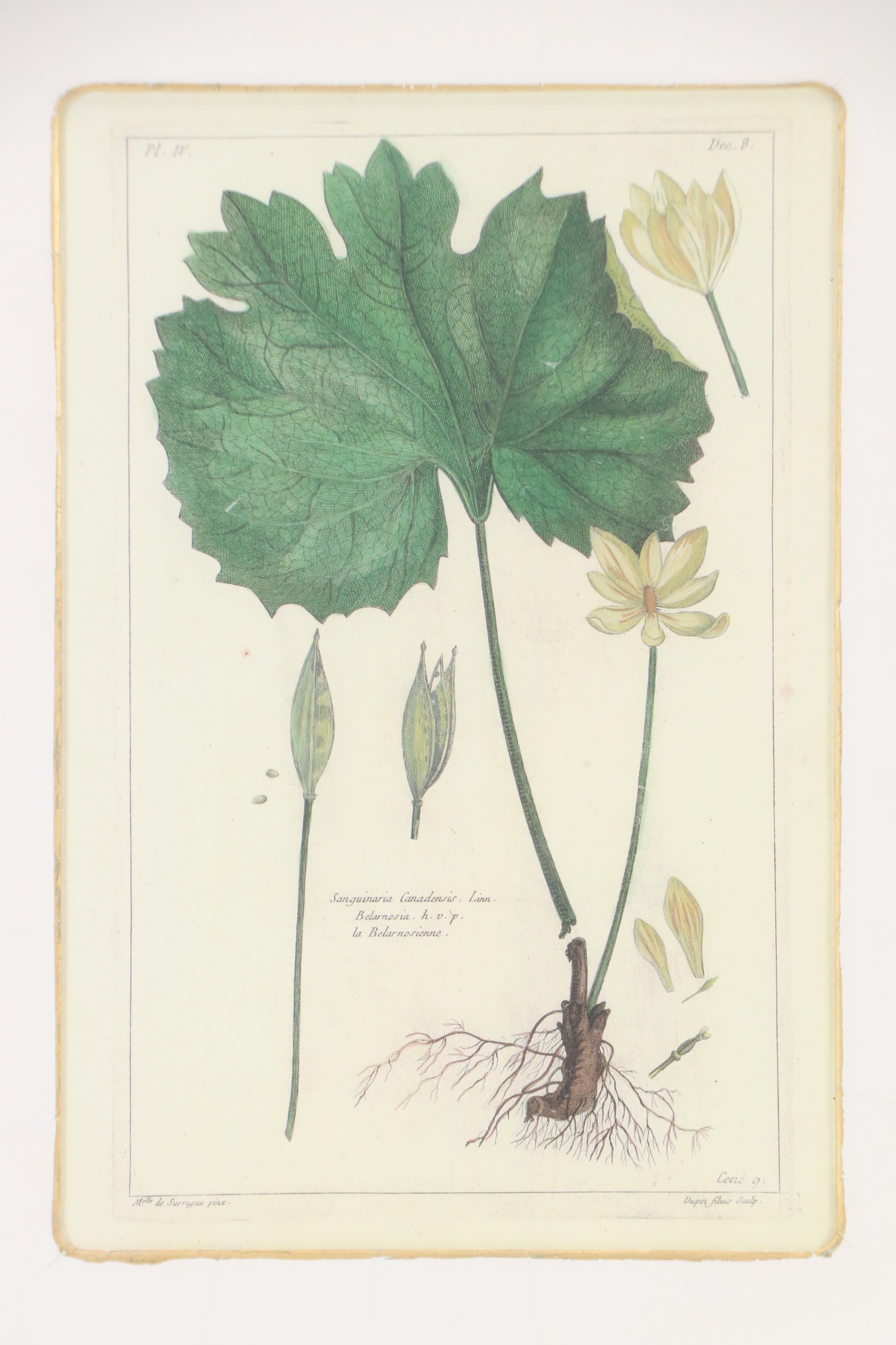 Digital Reproductions of Antique Botanical Prints, 20th or 21st Century