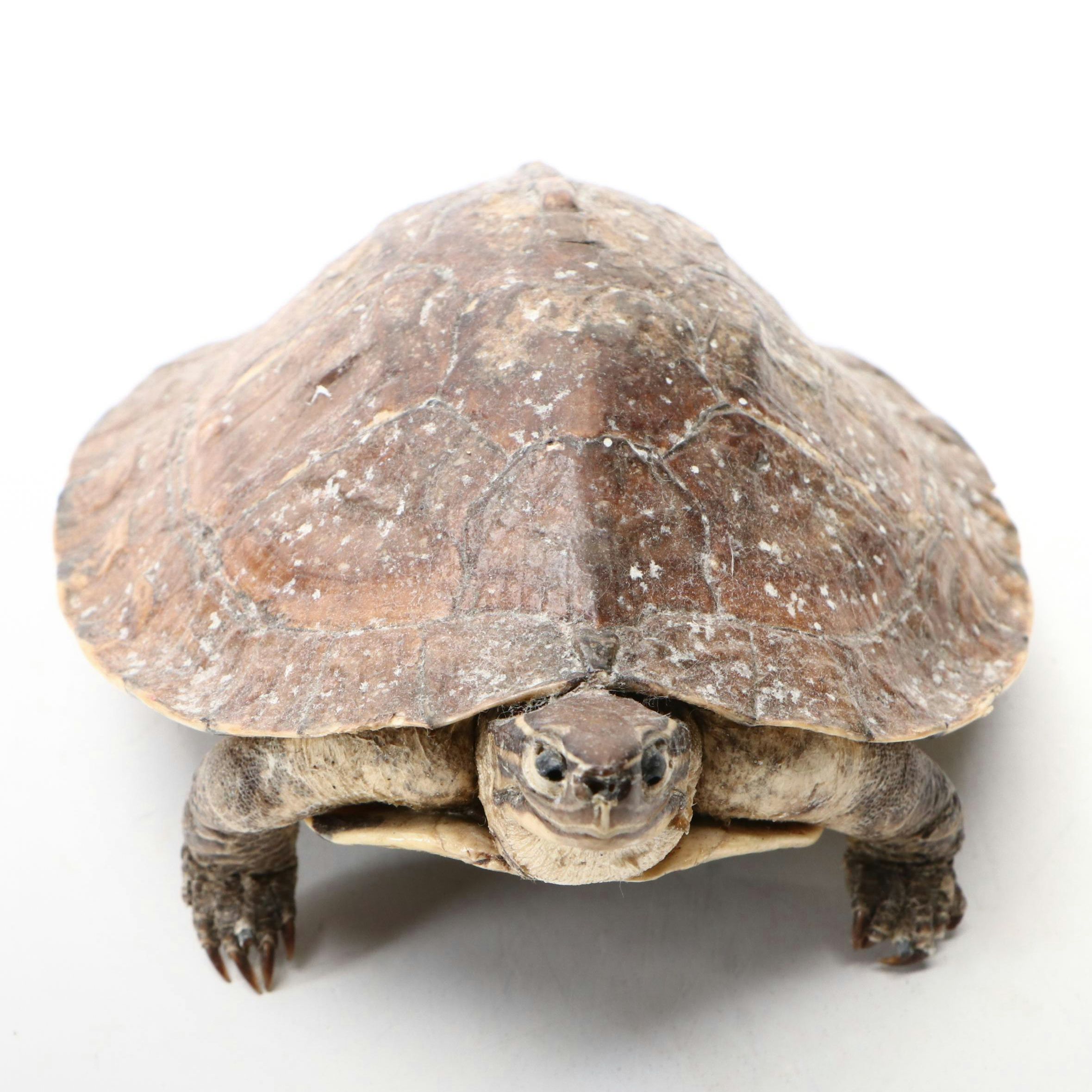 Taxidermy Yellow-Bellied Pond Slider
