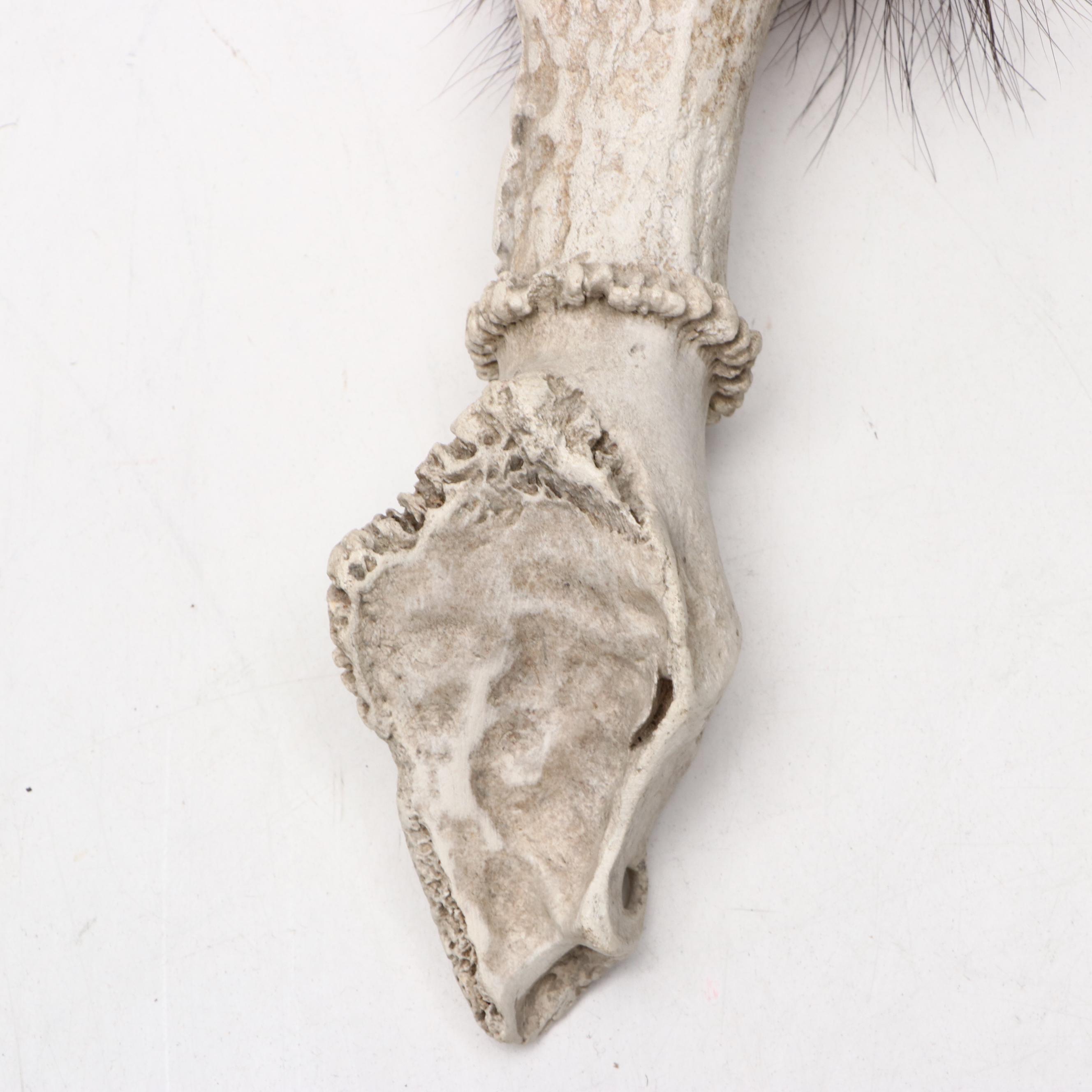 Robert Beaven Handmade Turtle Shell and Antelope Leg Rattles