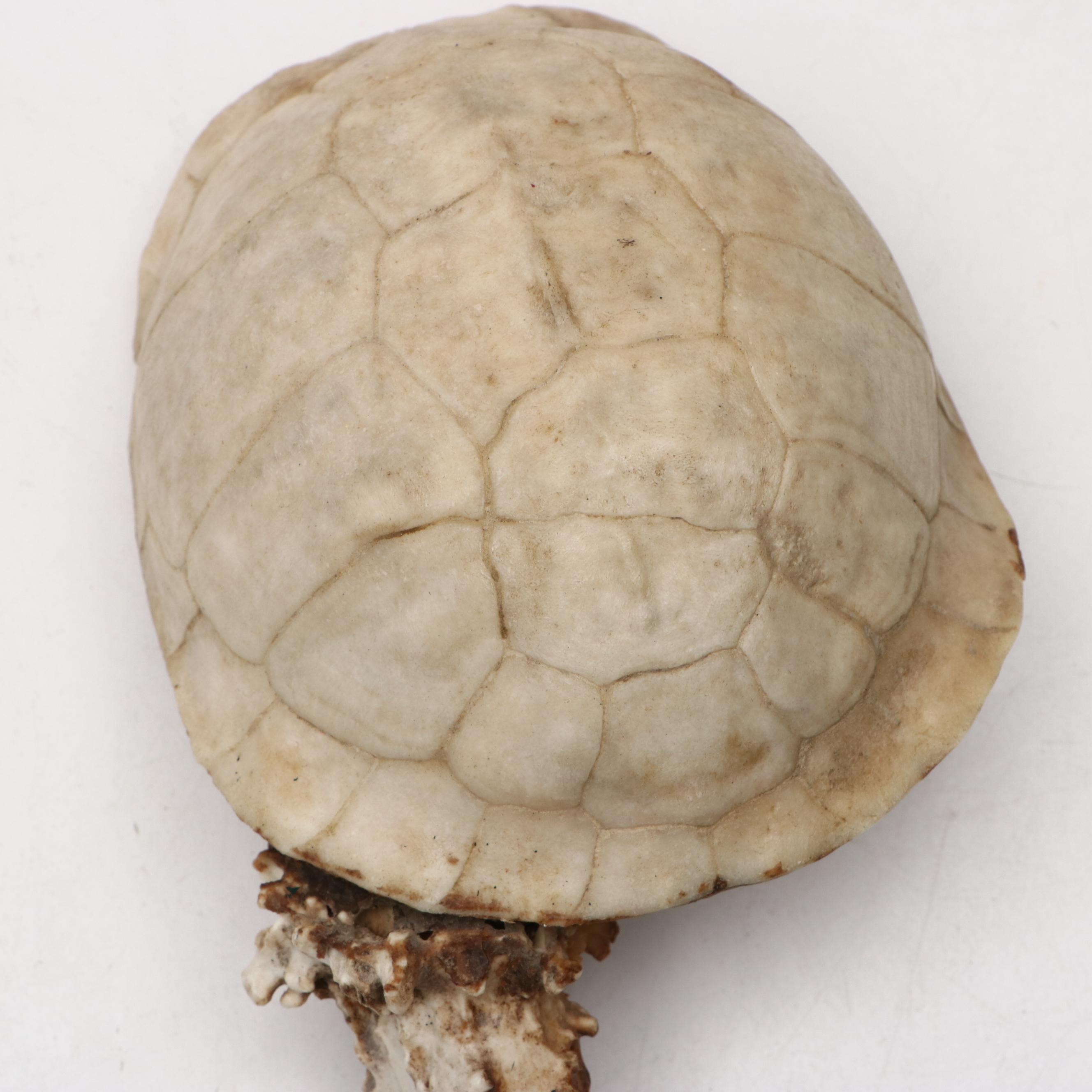 Robert Beaven Handmade Turtle Shell and Antelope Leg Rattles