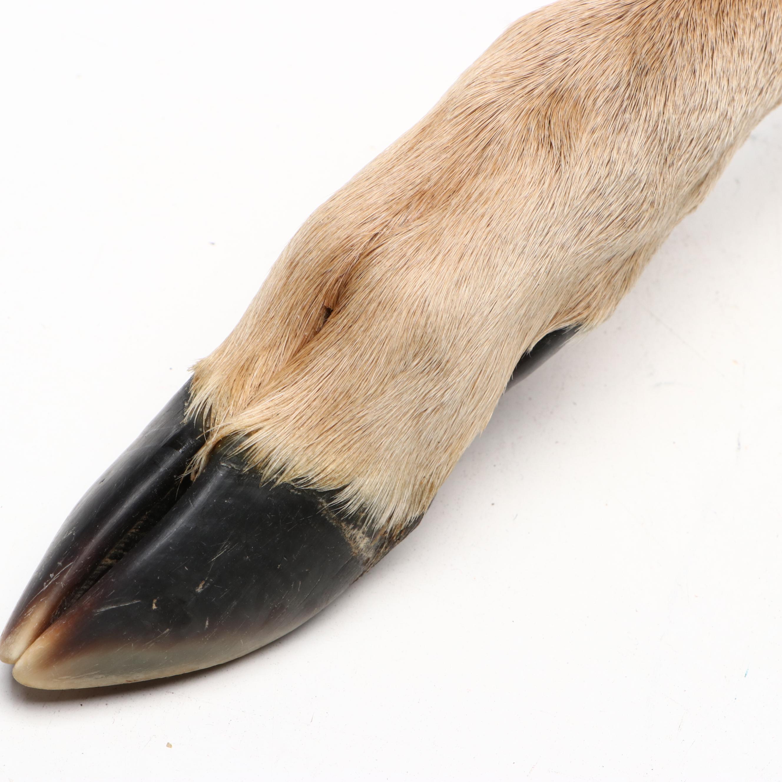 Robert Beaven Handmade Turtle Shell and Antelope Leg Rattles