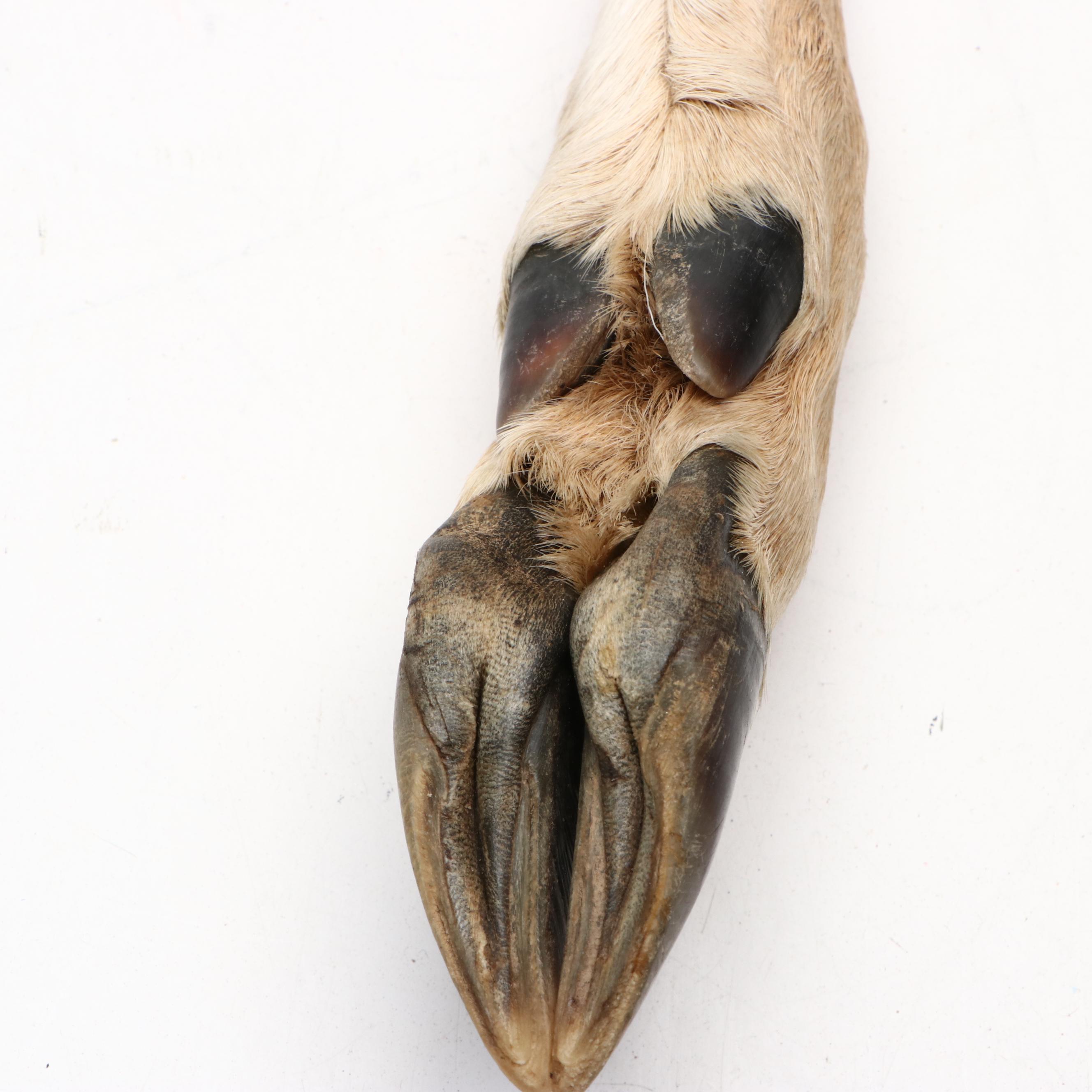 Robert Beaven Handmade Turtle Shell and Antelope Leg Rattles