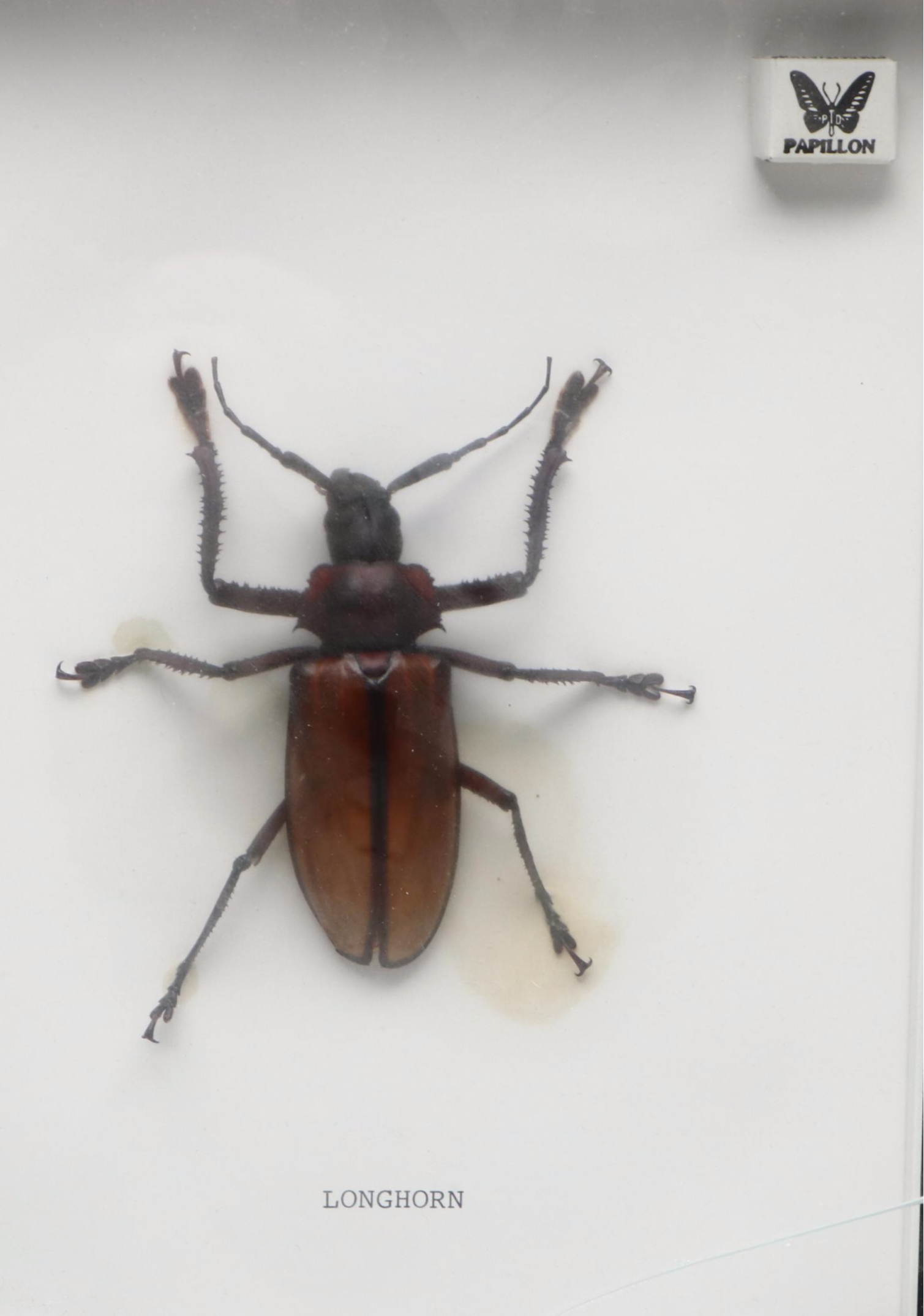 Taxidermy Malaysian Stick Insect and Longhorn Beetle in Shadowbox Frames