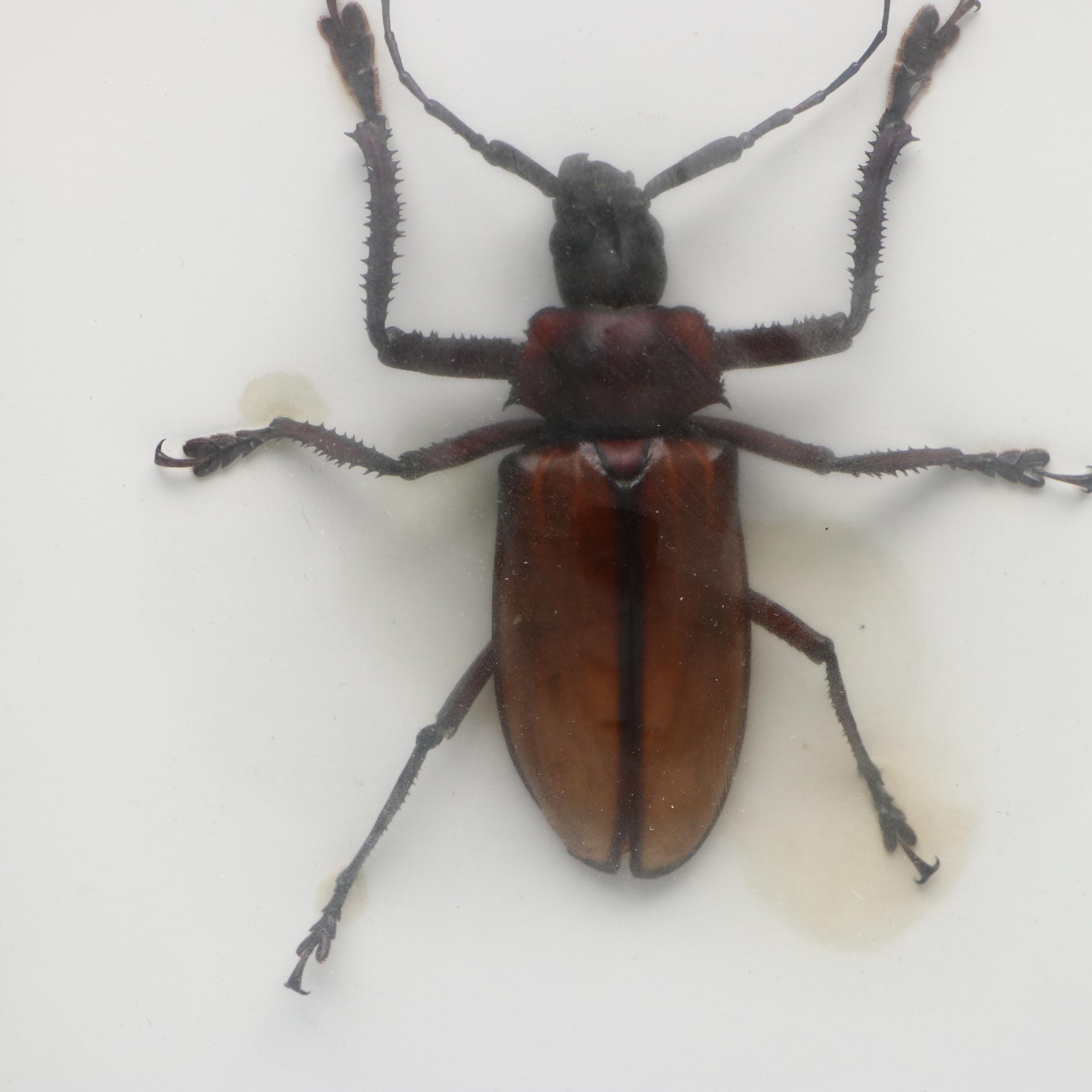 Taxidermy Malaysian Stick Insect and Longhorn Beetle in Shadowbox Frames