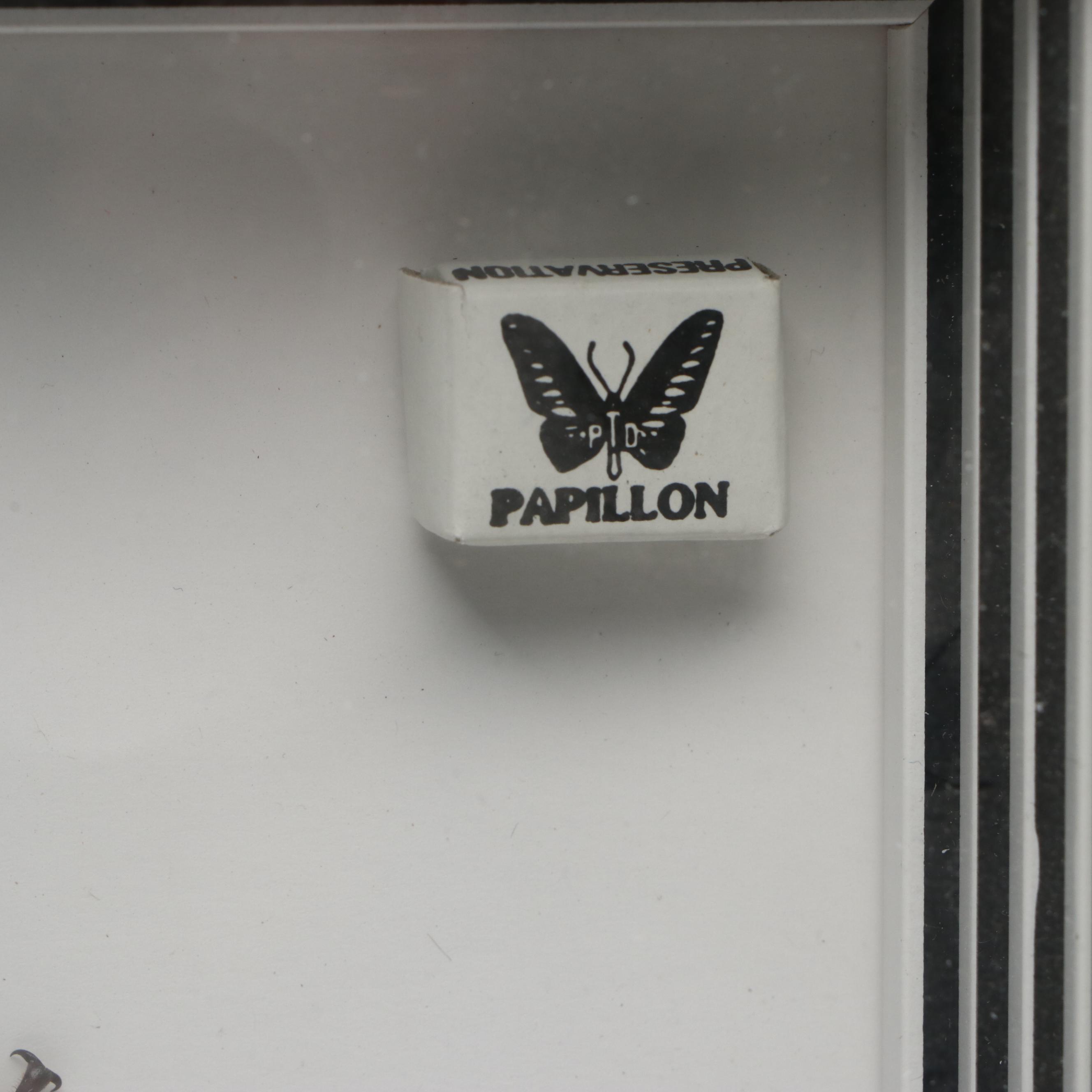 Taxidermy Malaysian Stick Insect and Longhorn Beetle in Shadowbox Frames