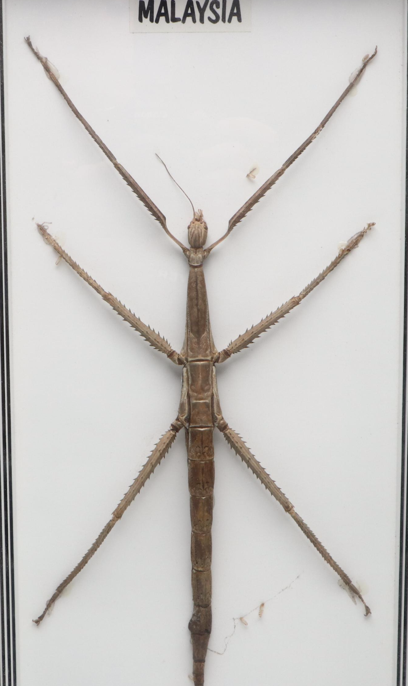 Taxidermy Malaysian Stick Insect and Longhorn Beetle in Shadowbox Frames