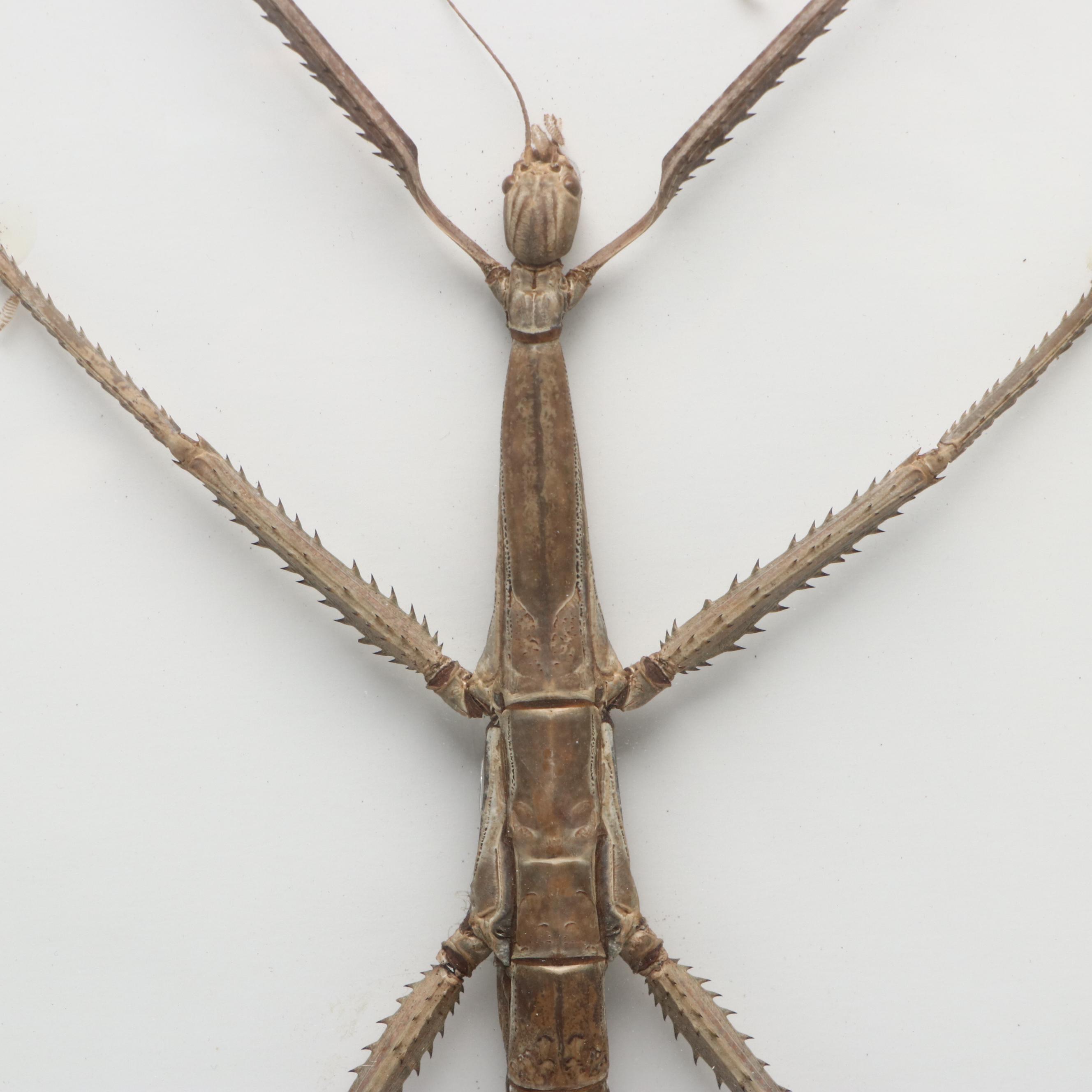 Taxidermy Malaysian Stick Insect and Longhorn Beetle in Shadowbox Frames