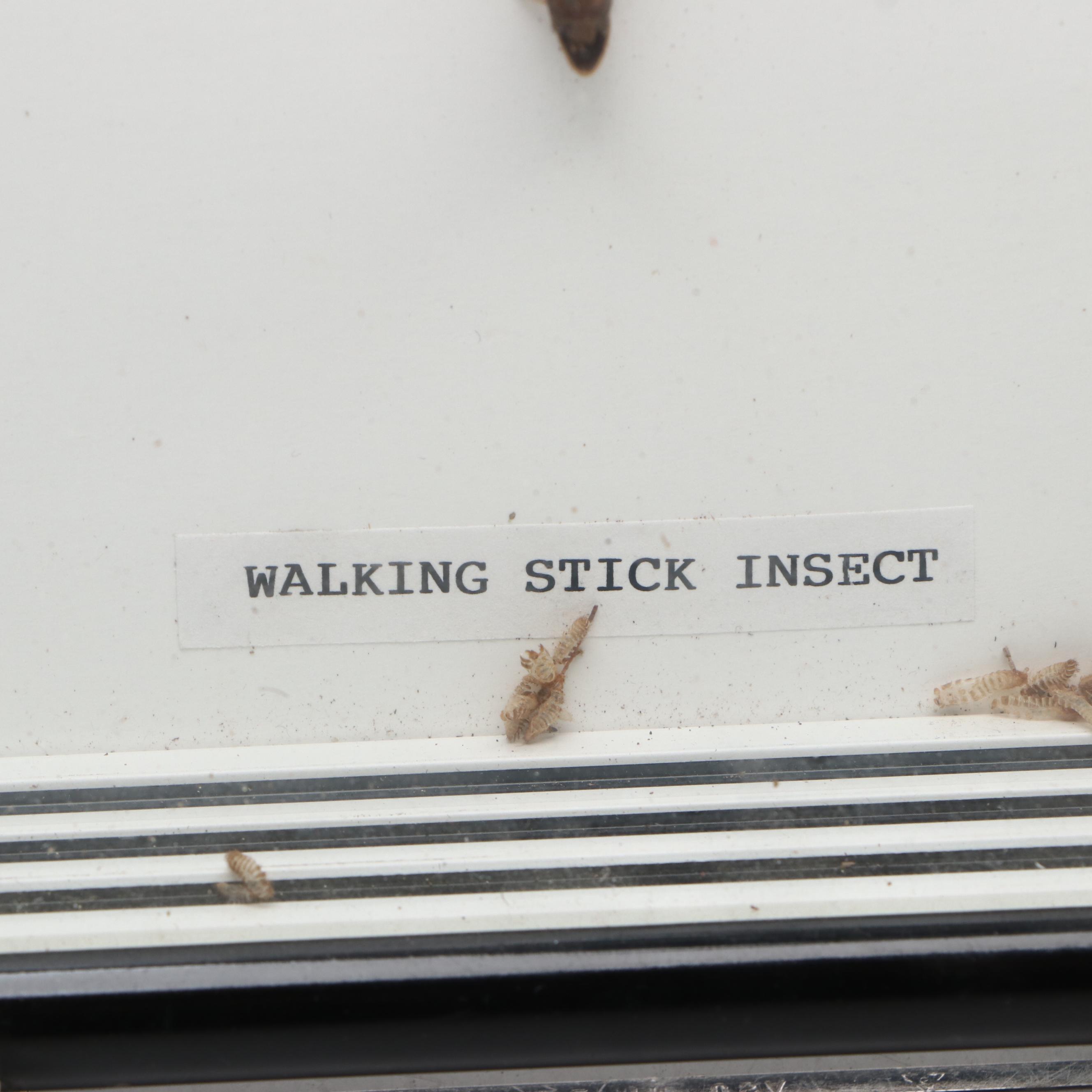 Taxidermy Malaysian Stick Insect and Longhorn Beetle in Shadowbox Frames