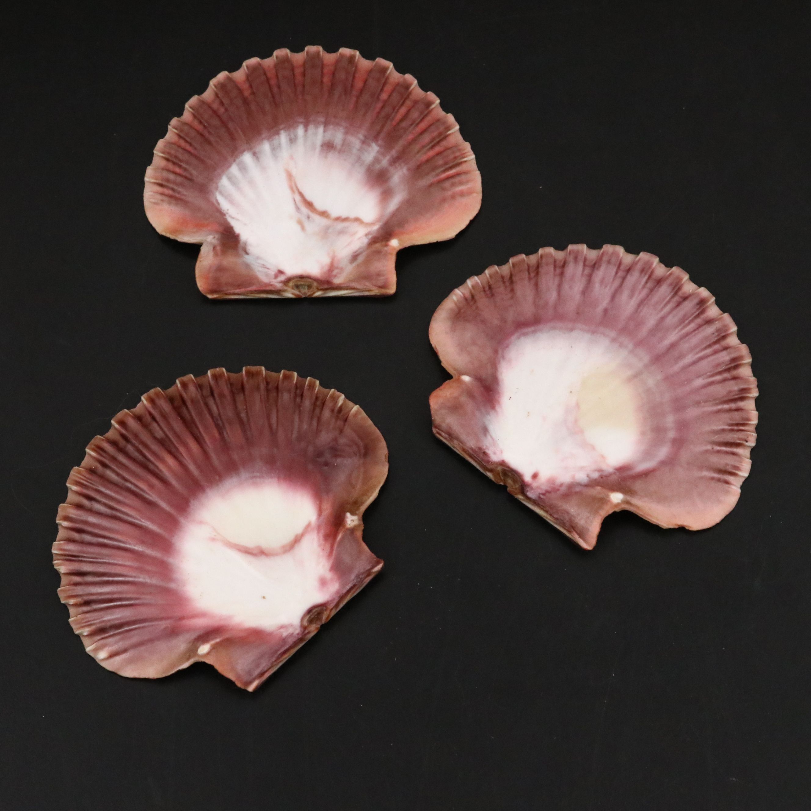 Strawberry Bear Claw, Fluted Giant Clams, with More Shell and Fossil Specimens