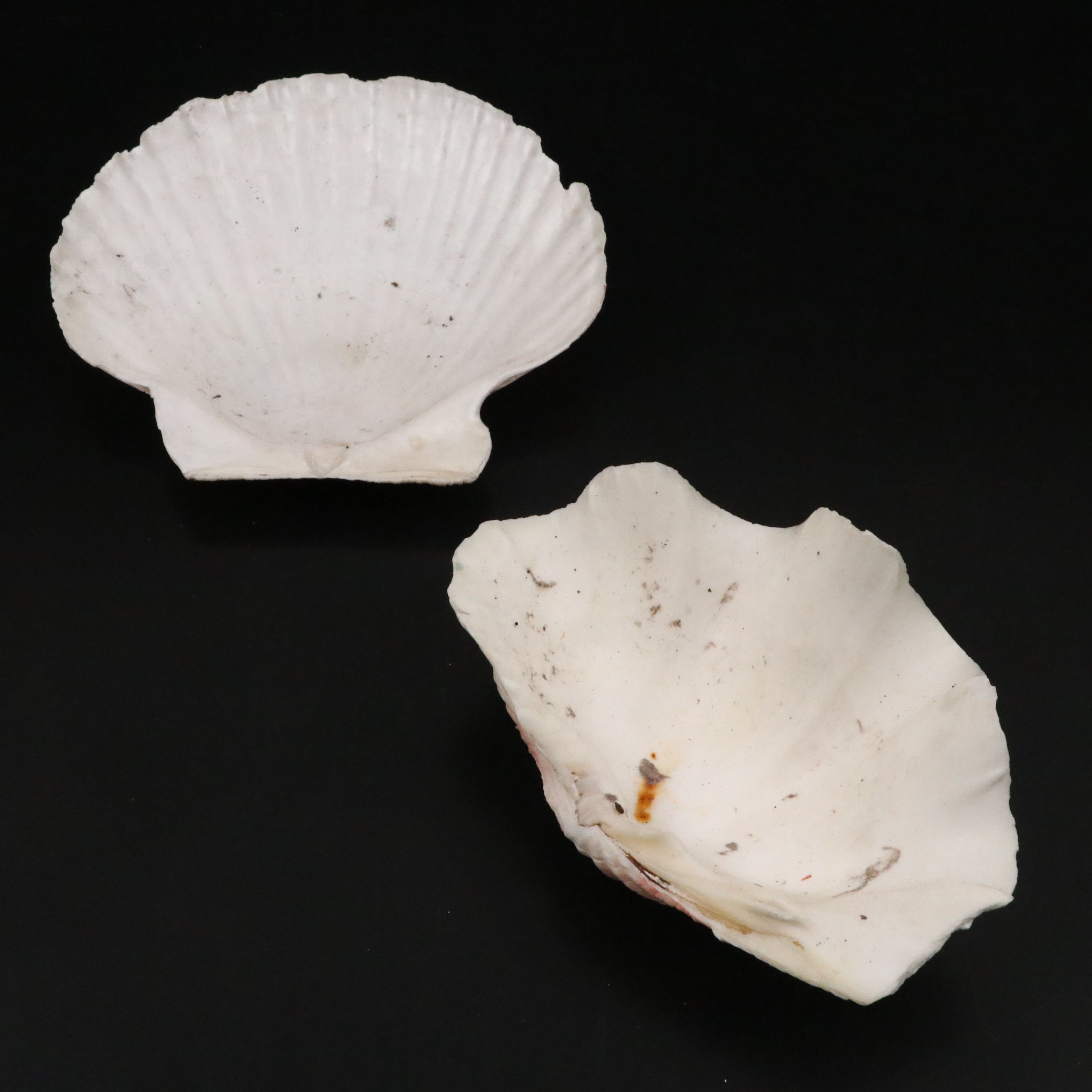 Strawberry Bear Claw, Fluted Giant Clams, with More Shell and Fossil Specimens