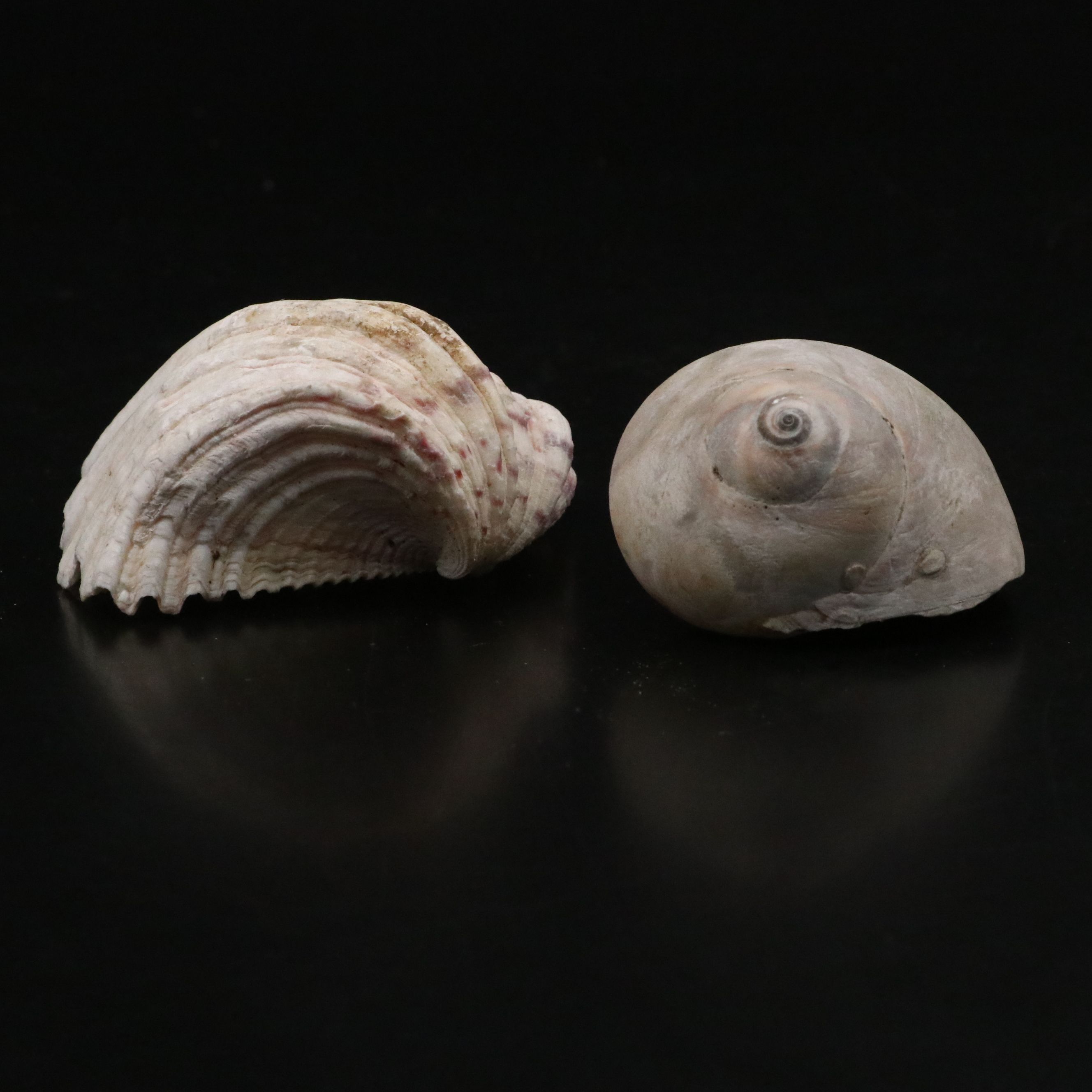 Strawberry Bear Claw, Fluted Giant Clams, with More Shell and Fossil Specimens