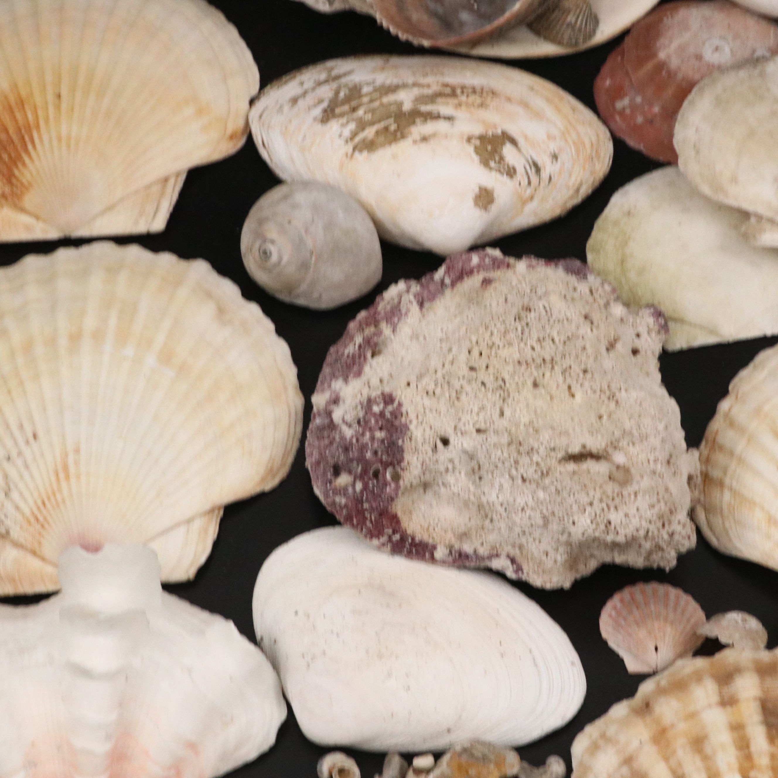 Strawberry Bear Claw, Fluted Giant Clams, with More Shell and Fossil Specimens