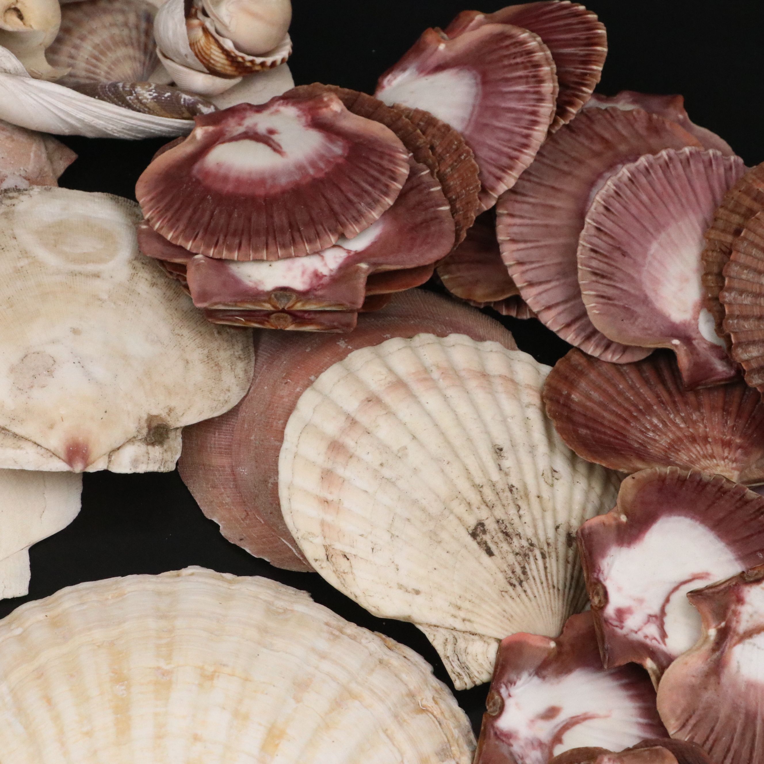 Strawberry Bear Claw, Fluted Giant Clams, with More Shell and Fossil Specimens