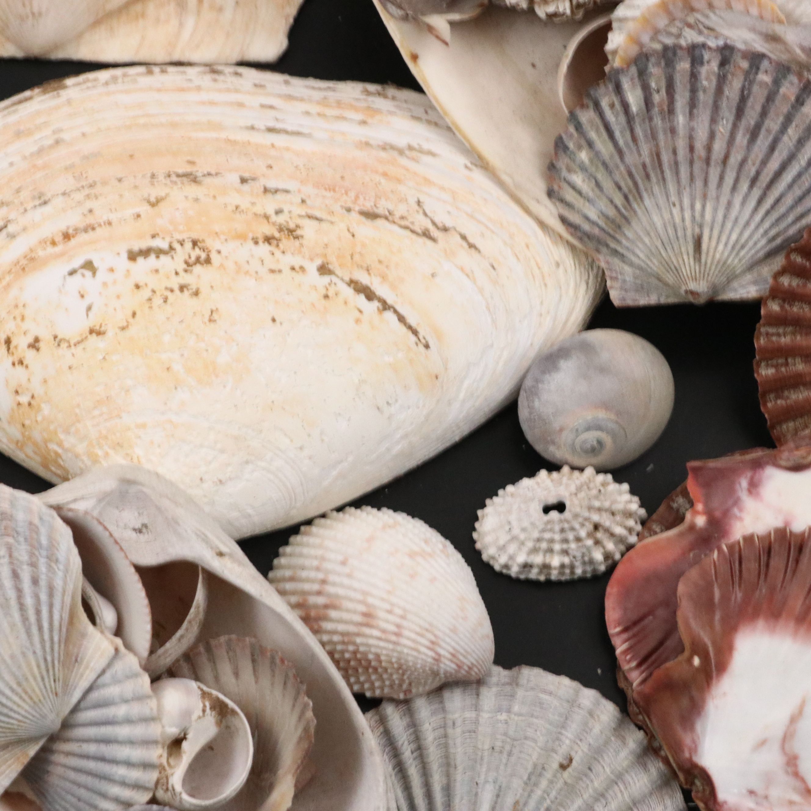 Strawberry Bear Claw, Fluted Giant Clams, with More Shell and Fossil Specimens