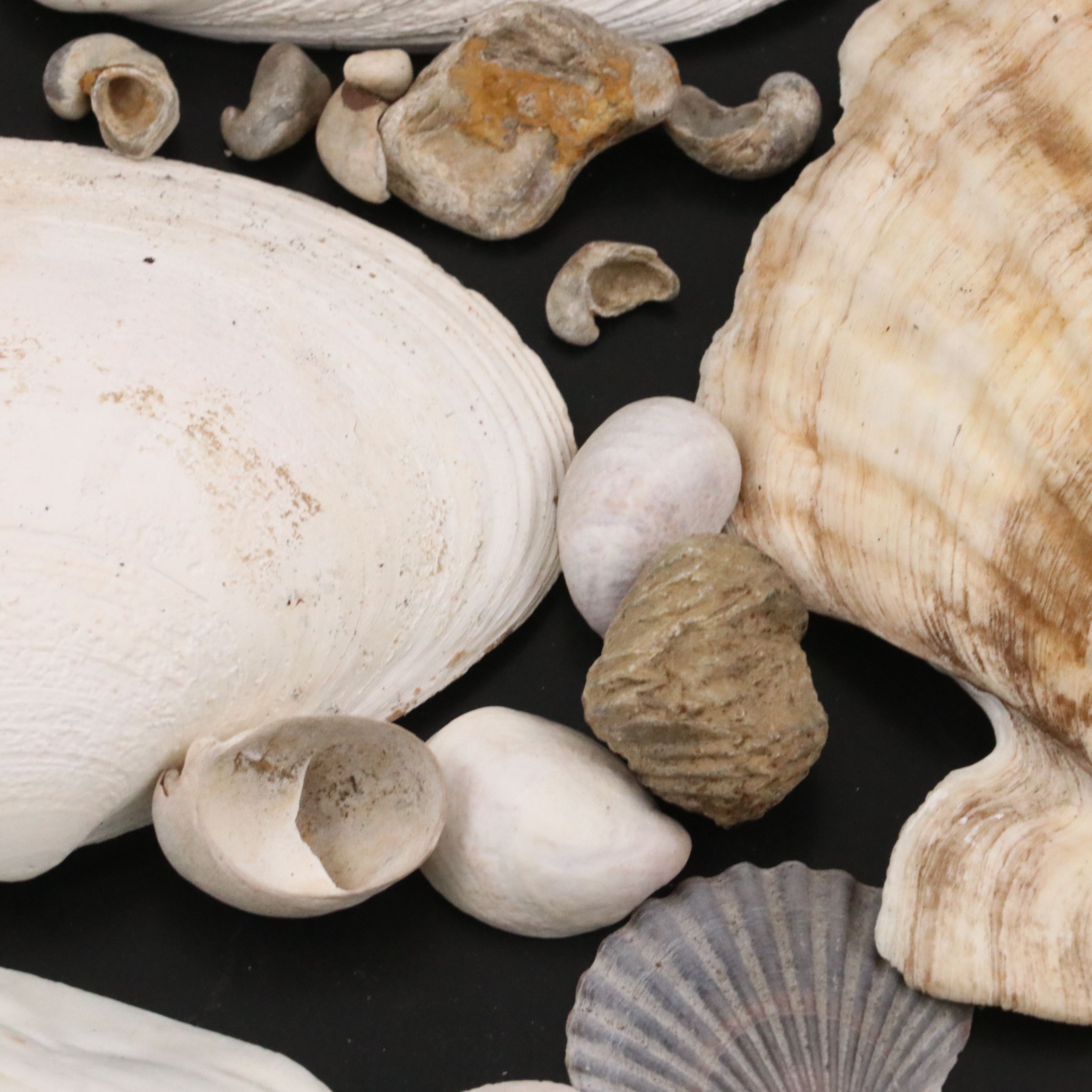 Strawberry Bear Claw, Fluted Giant Clams, with More Shell and Fossil Specimens