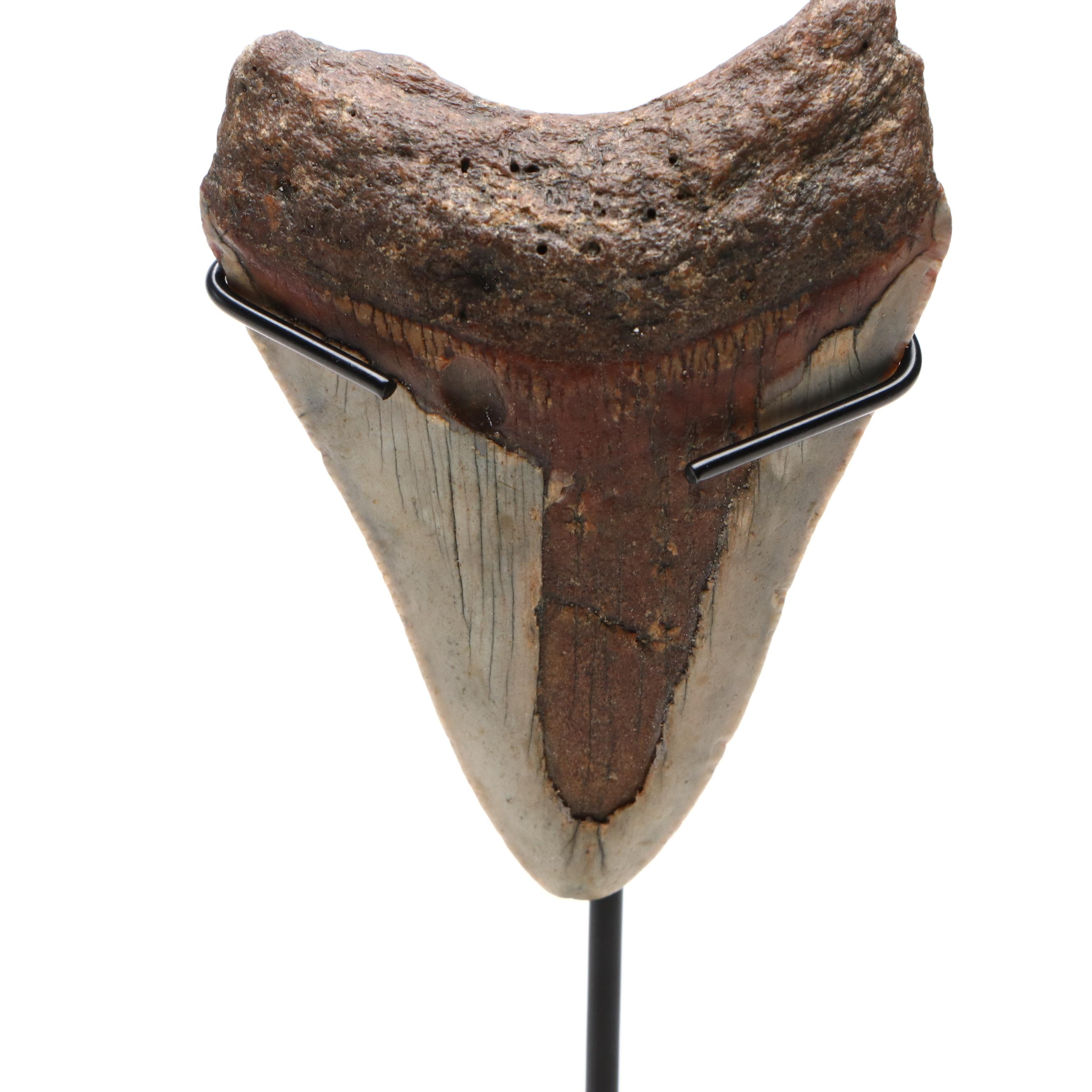 Fernandina Beach Area Megalodon Tooth with Custom Stand