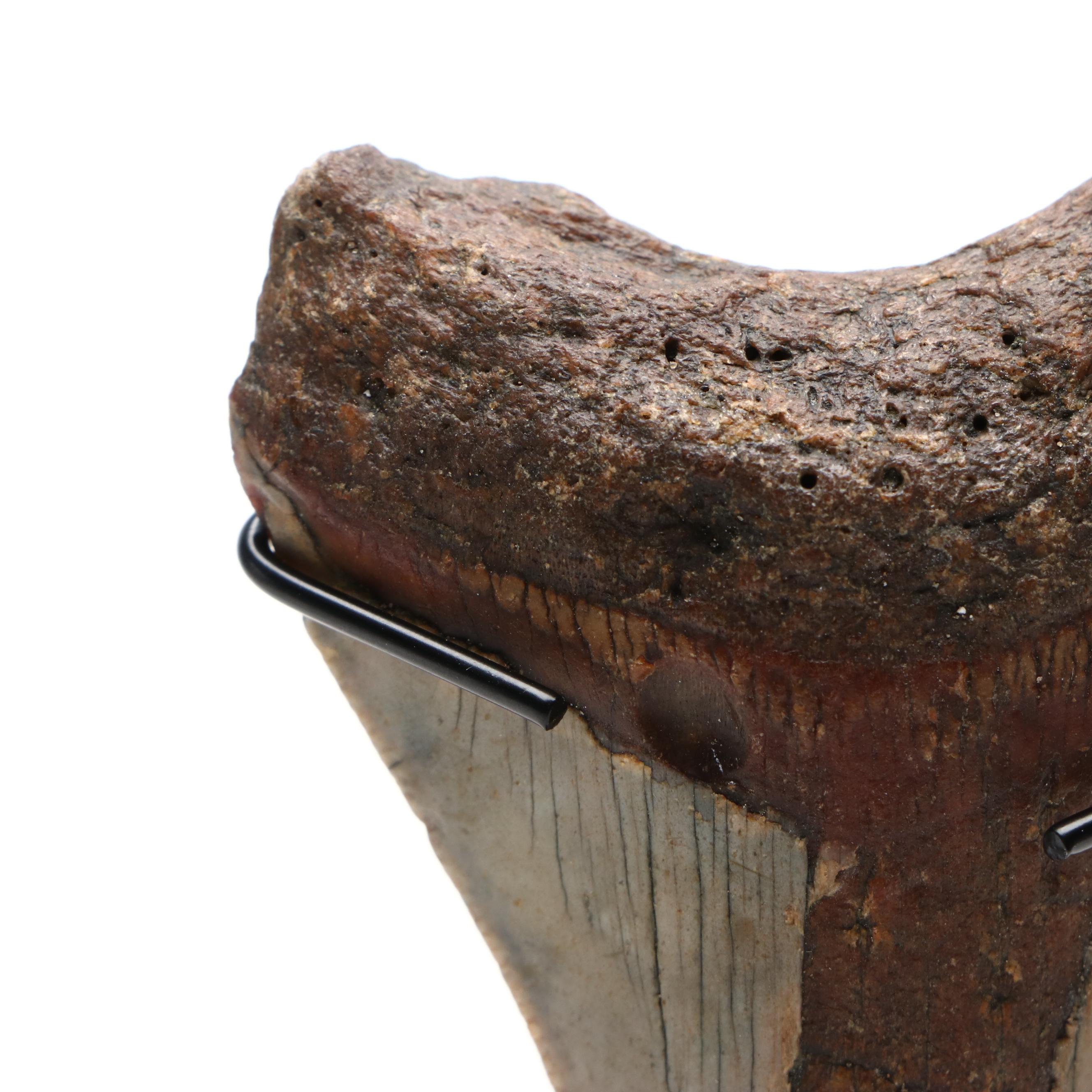 Fernandina Beach Area Megalodon Tooth with Custom Stand