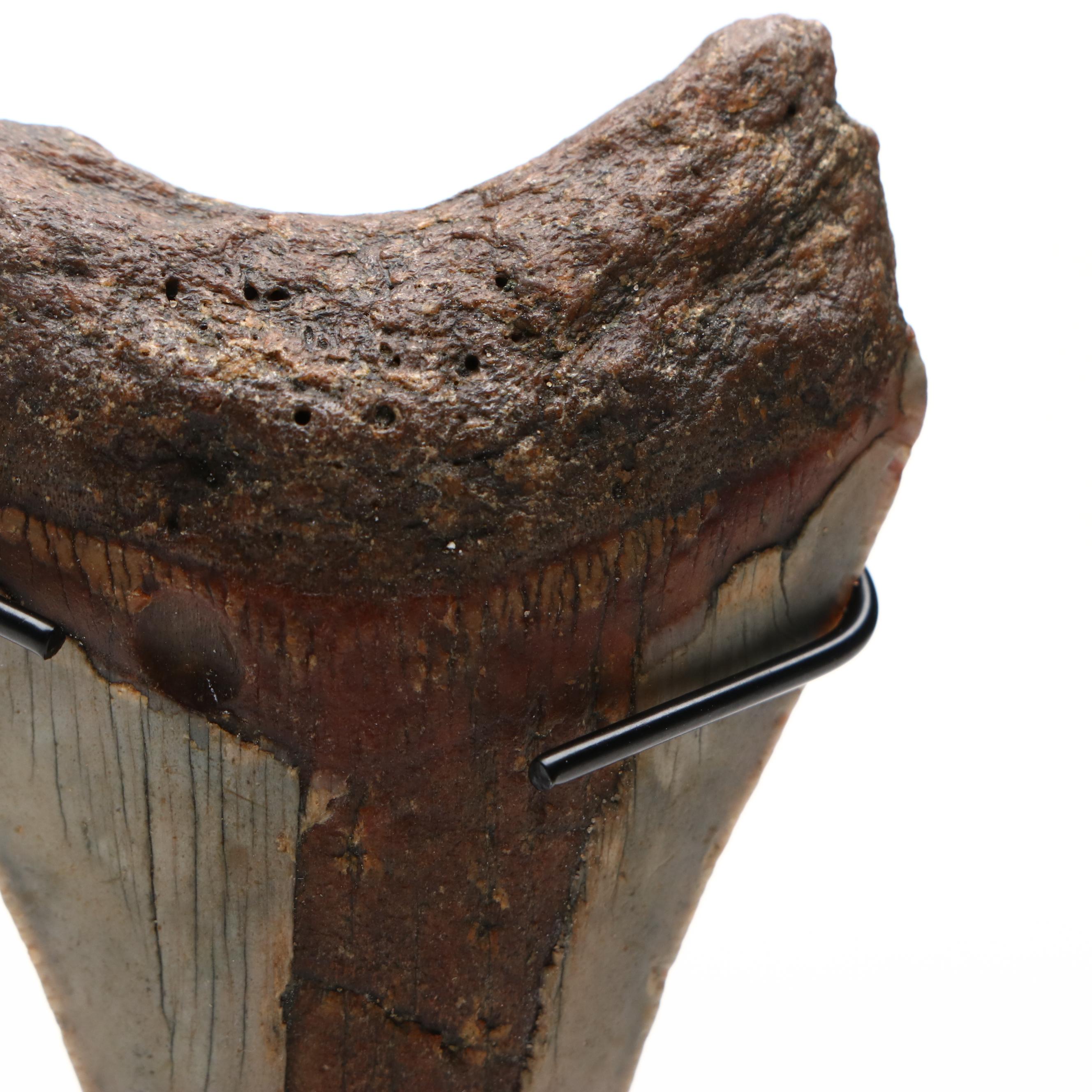 Fernandina Beach Area Megalodon Tooth with Custom Stand