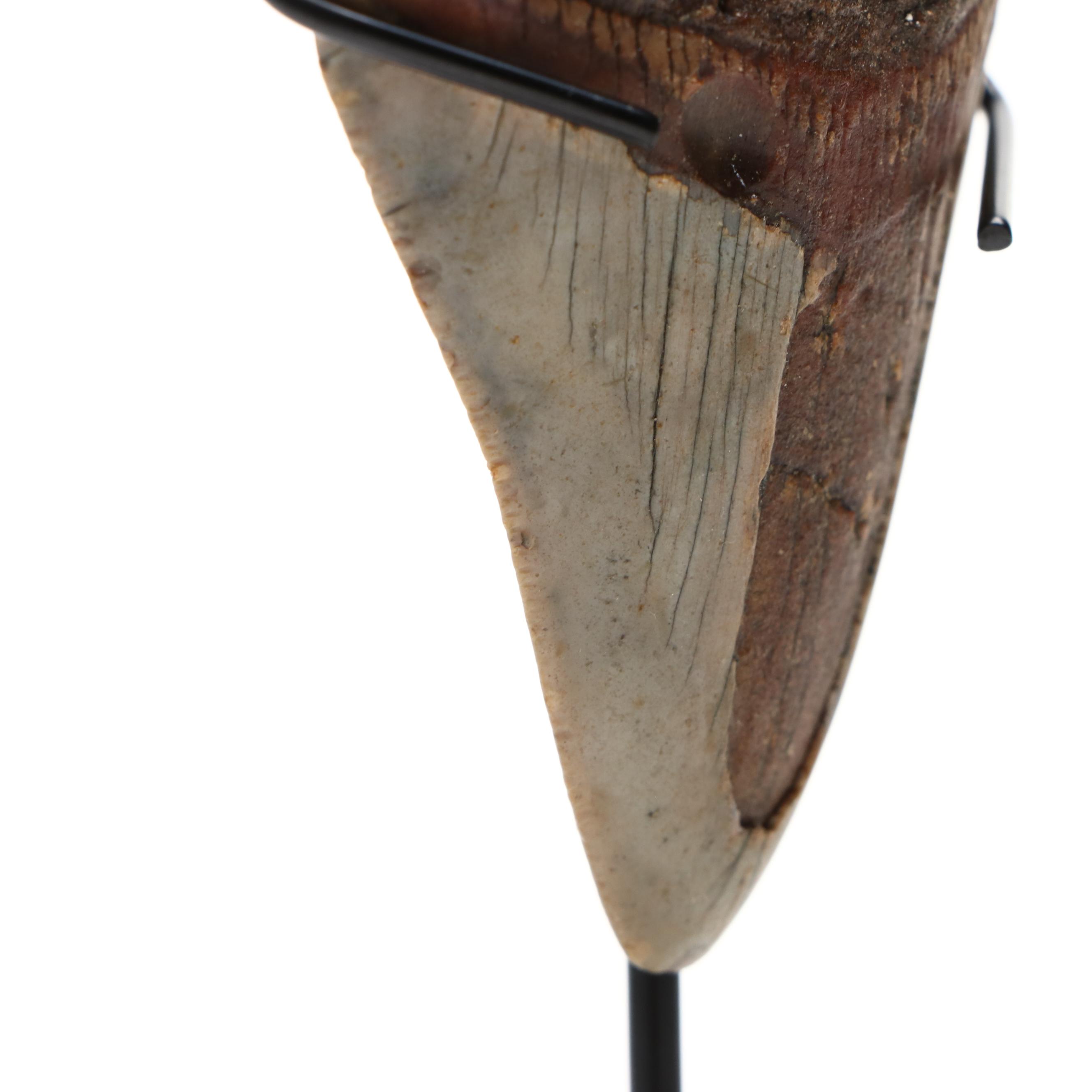 Fernandina Beach Area Megalodon Tooth with Custom Stand