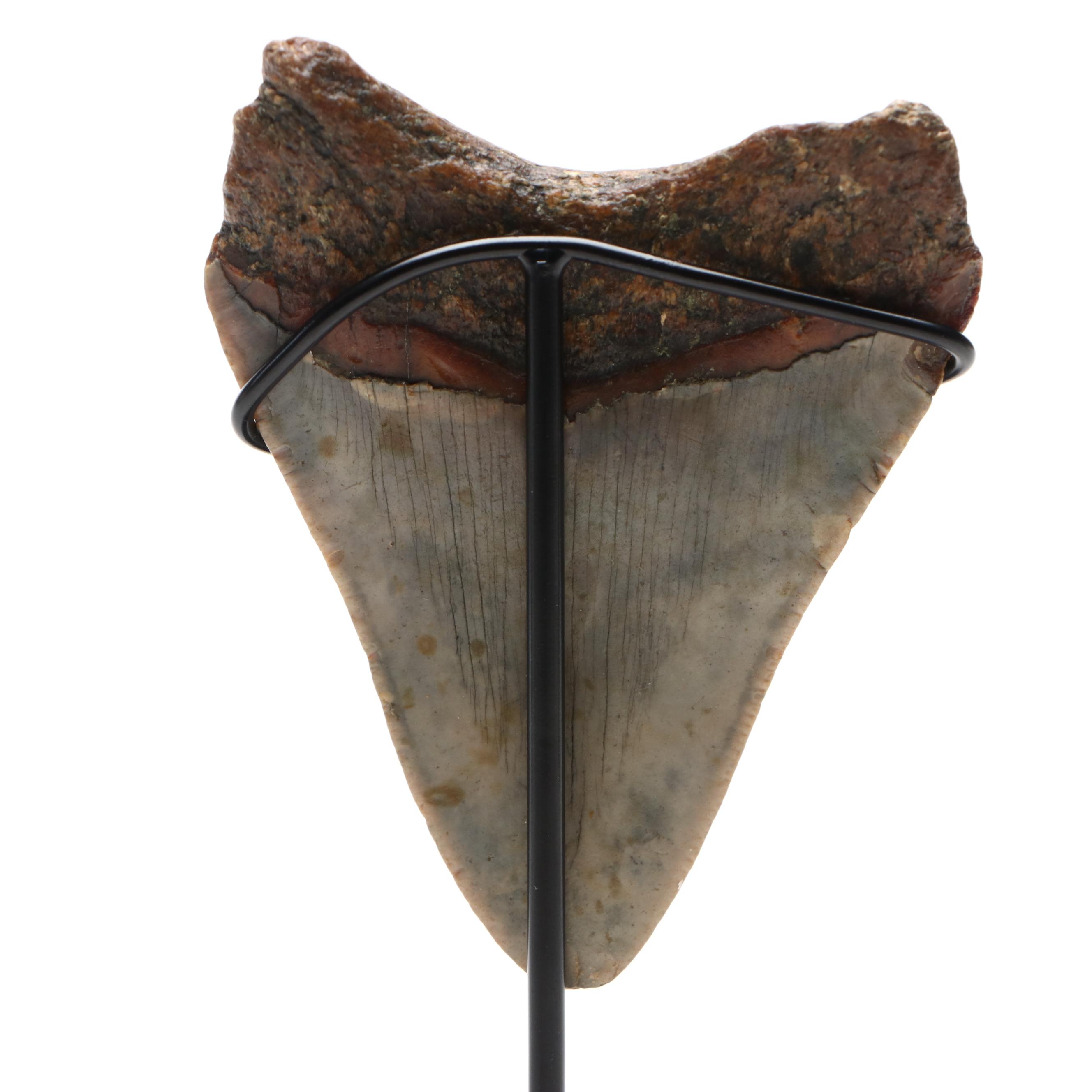 Fernandina Beach Area Megalodon Tooth with Custom Stand