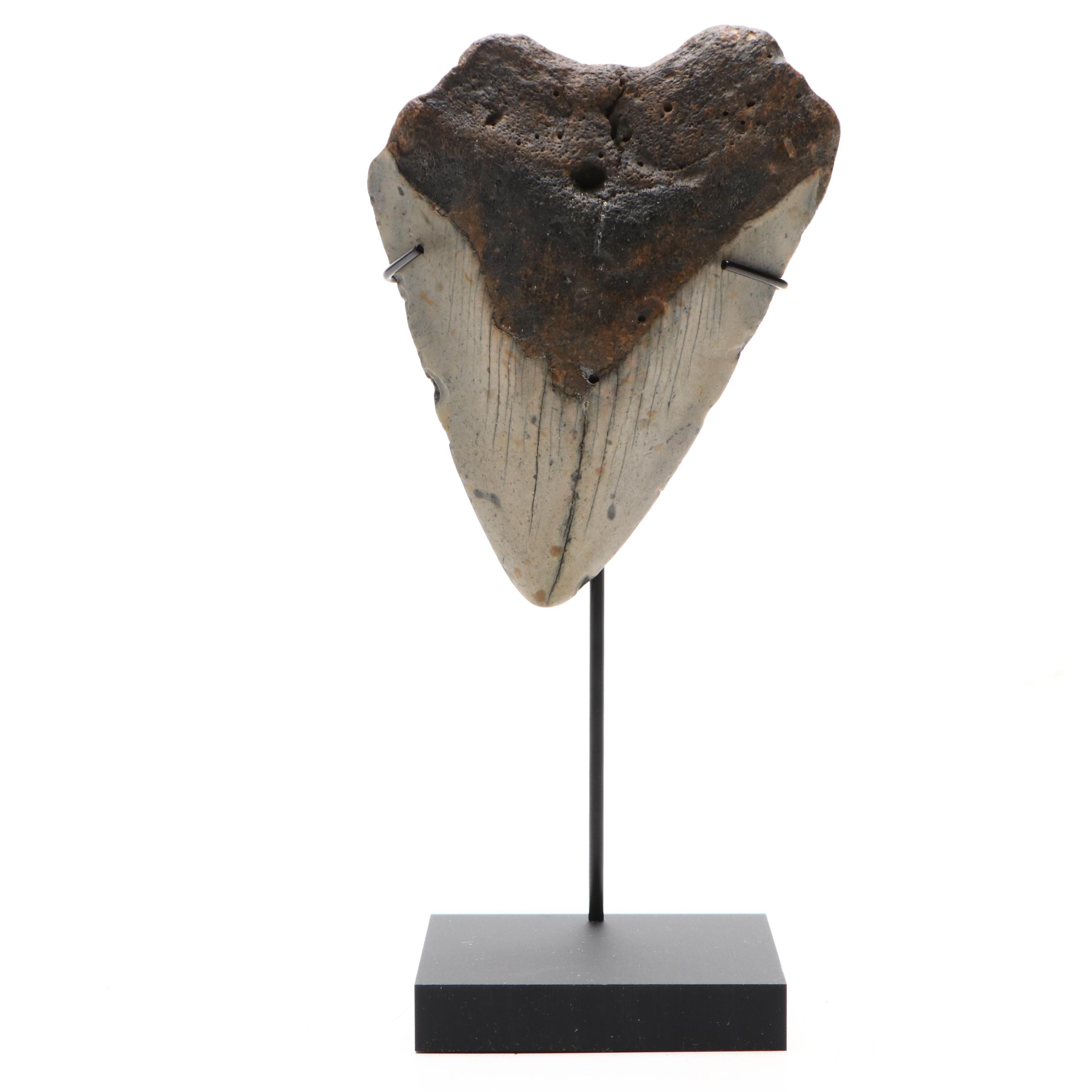 Fernandina Beach Area Megalodon Tooth with Custom Stand