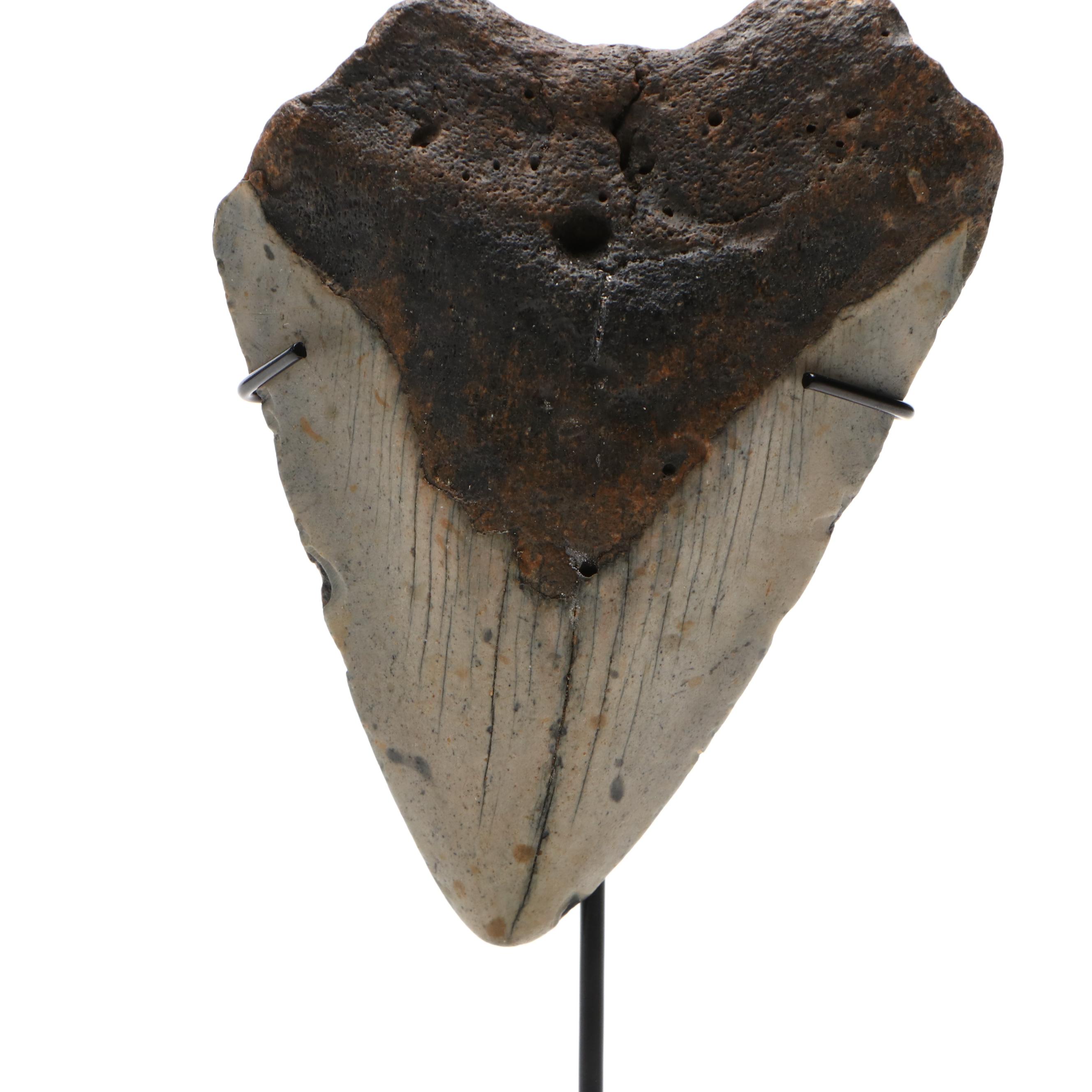 Fernandina Beach Area Megalodon Tooth with Custom Stand