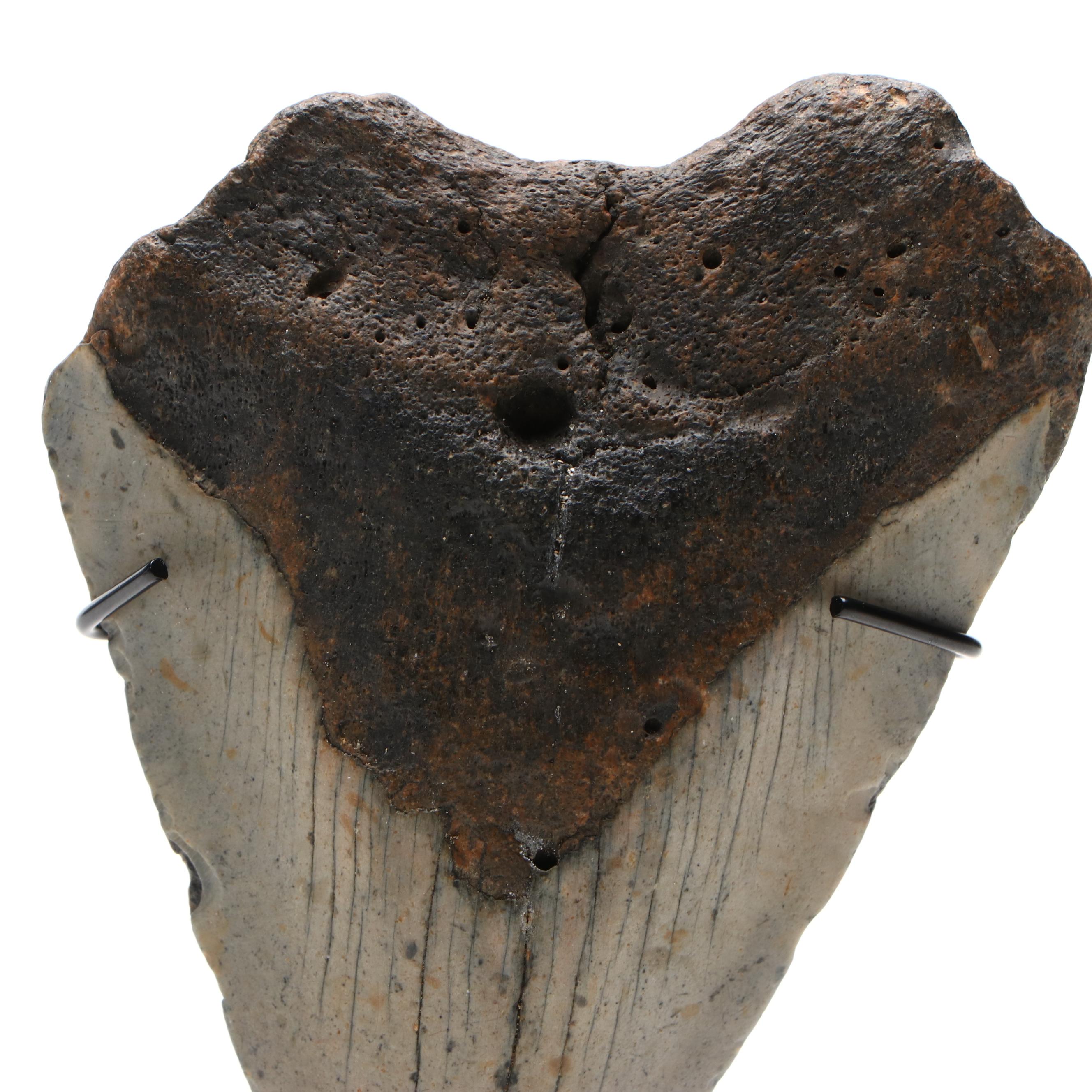 Fernandina Beach Area Megalodon Tooth with Custom Stand