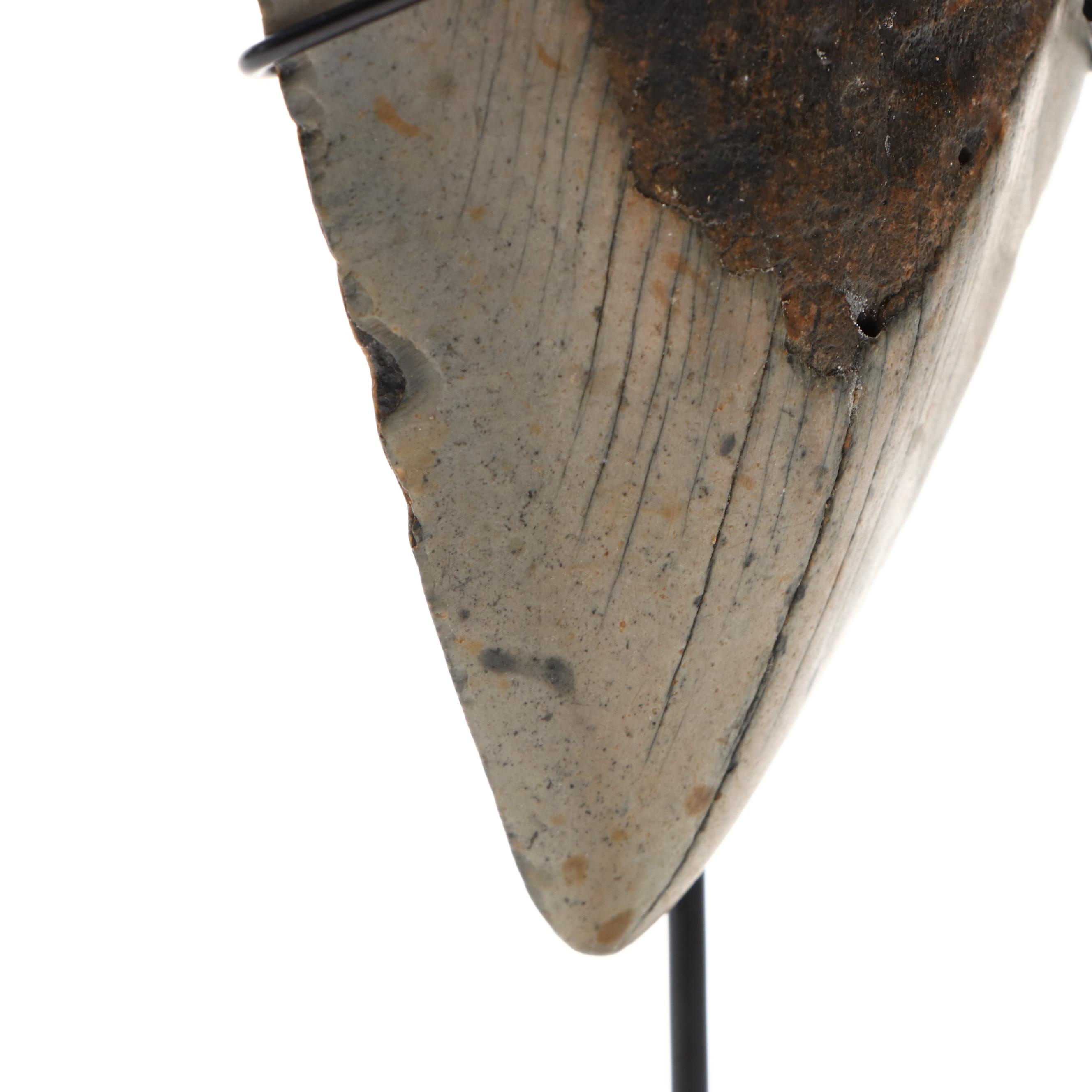 Fernandina Beach Area Megalodon Tooth with Custom Stand