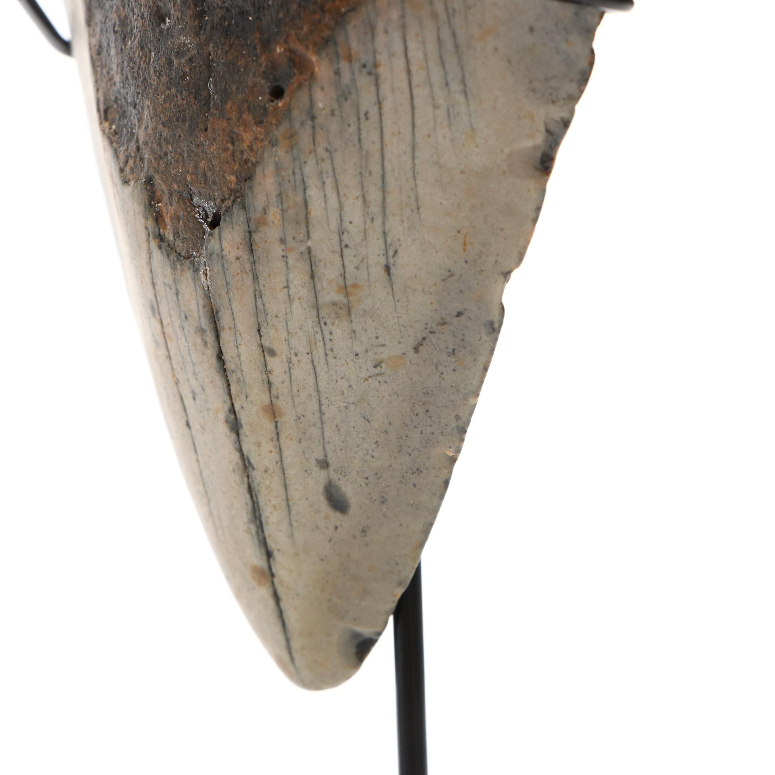 Fernandina Beach Area Megalodon Tooth with Custom Stand