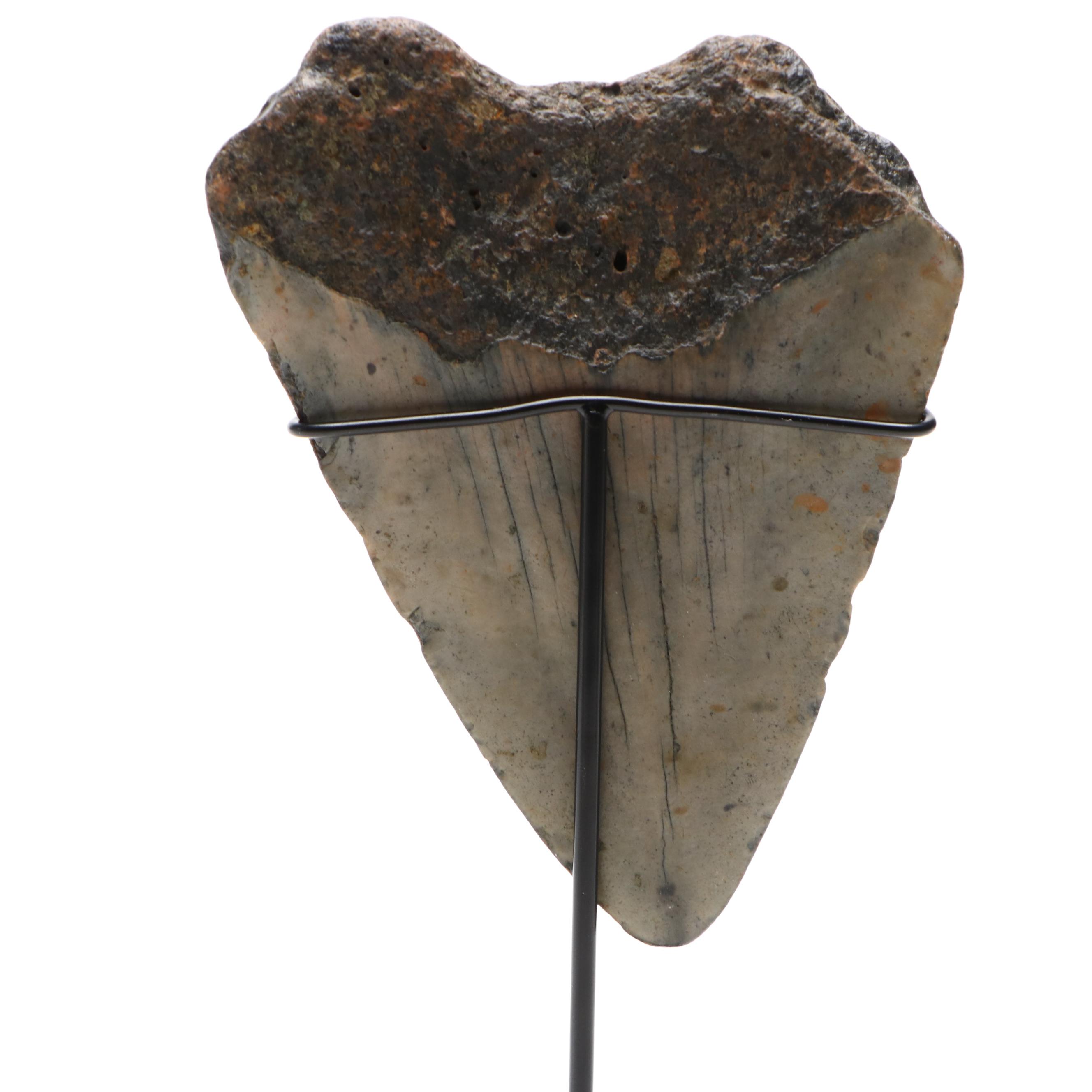 Fernandina Beach Area Megalodon Tooth with Custom Stand