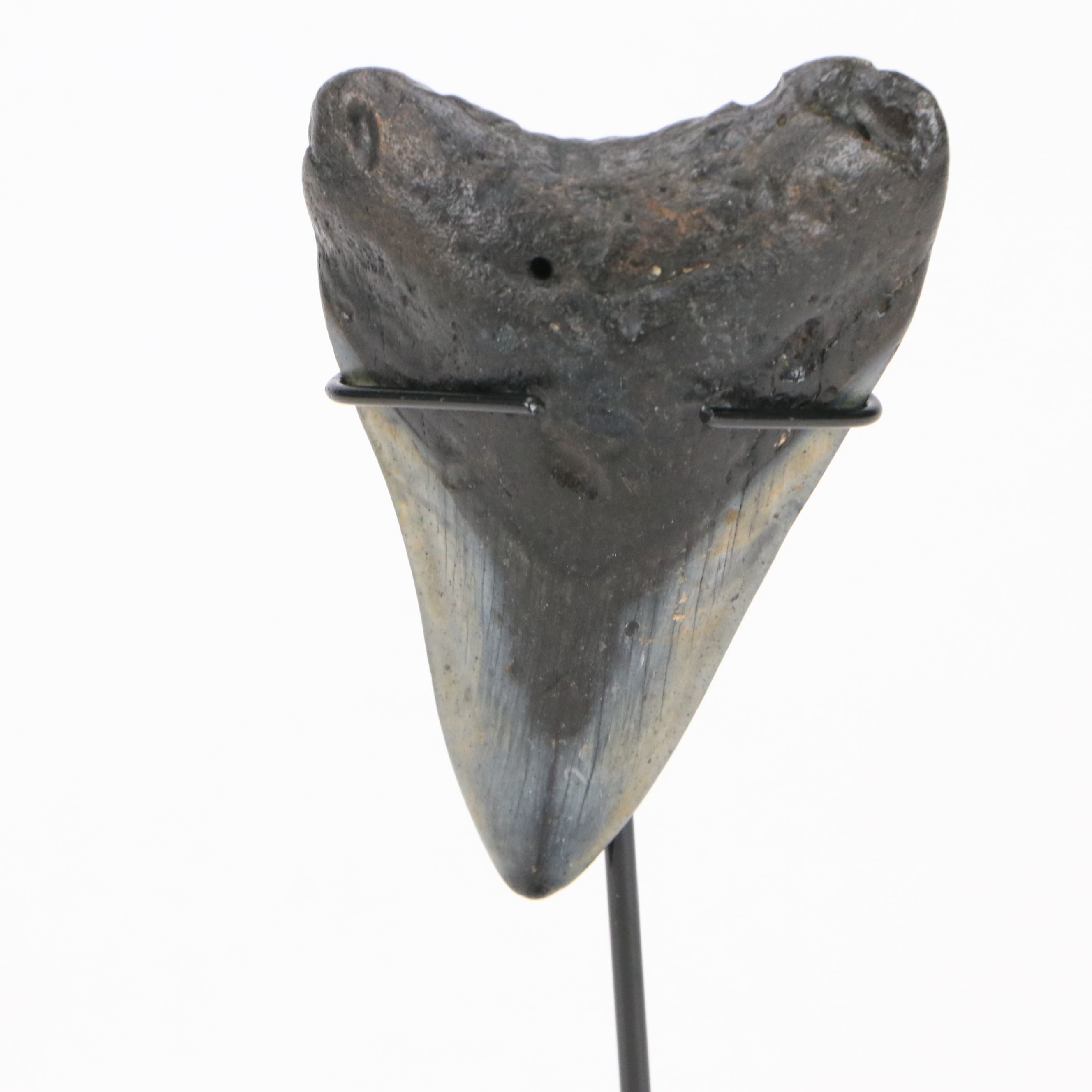 Fernandina Beach Area Megalodon Tooth with Custom Stand