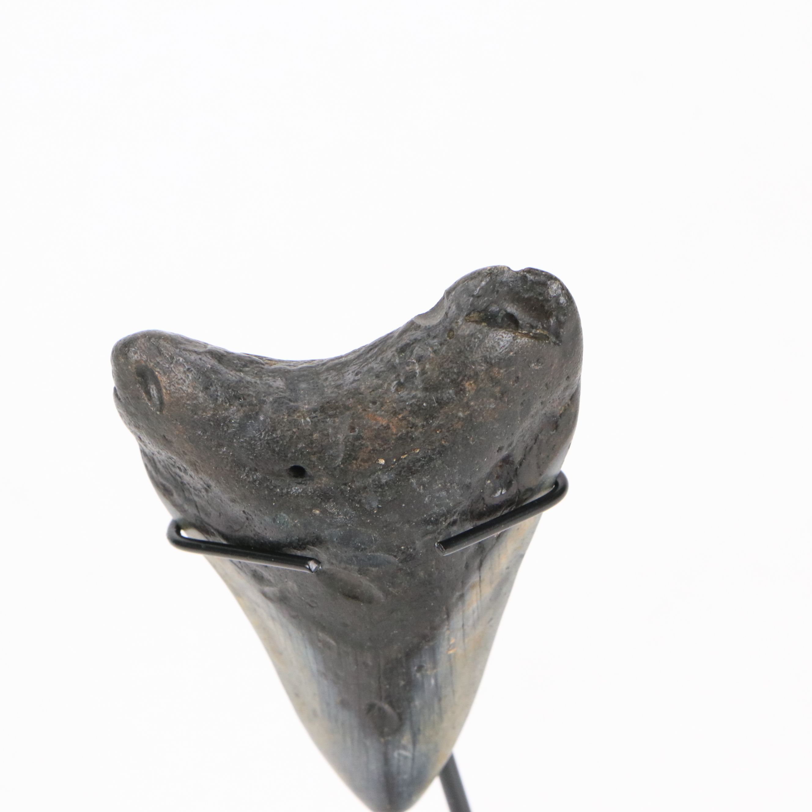Fernandina Beach Area Megalodon Tooth with Custom Stand