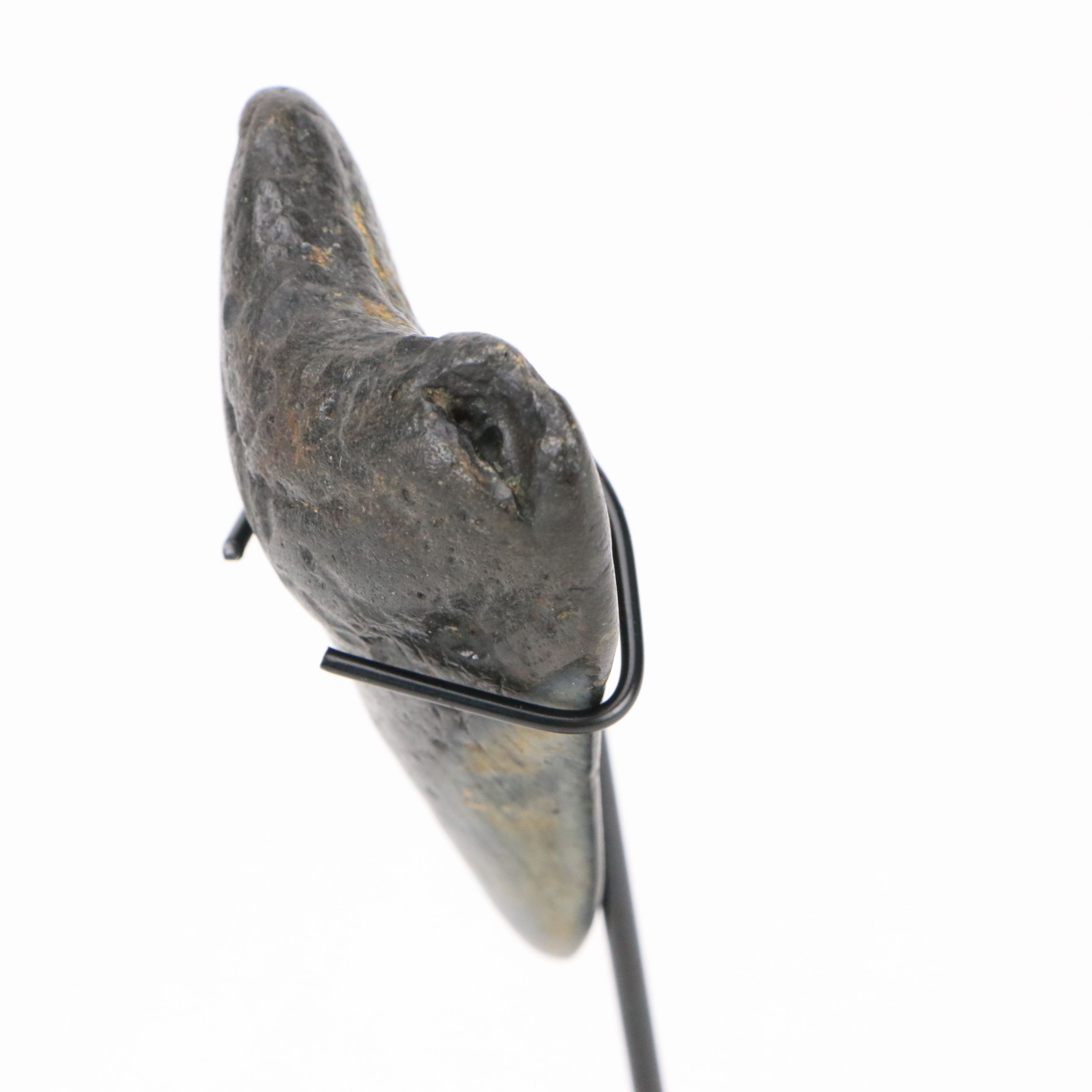 Fernandina Beach Area Megalodon Tooth with Custom Stand