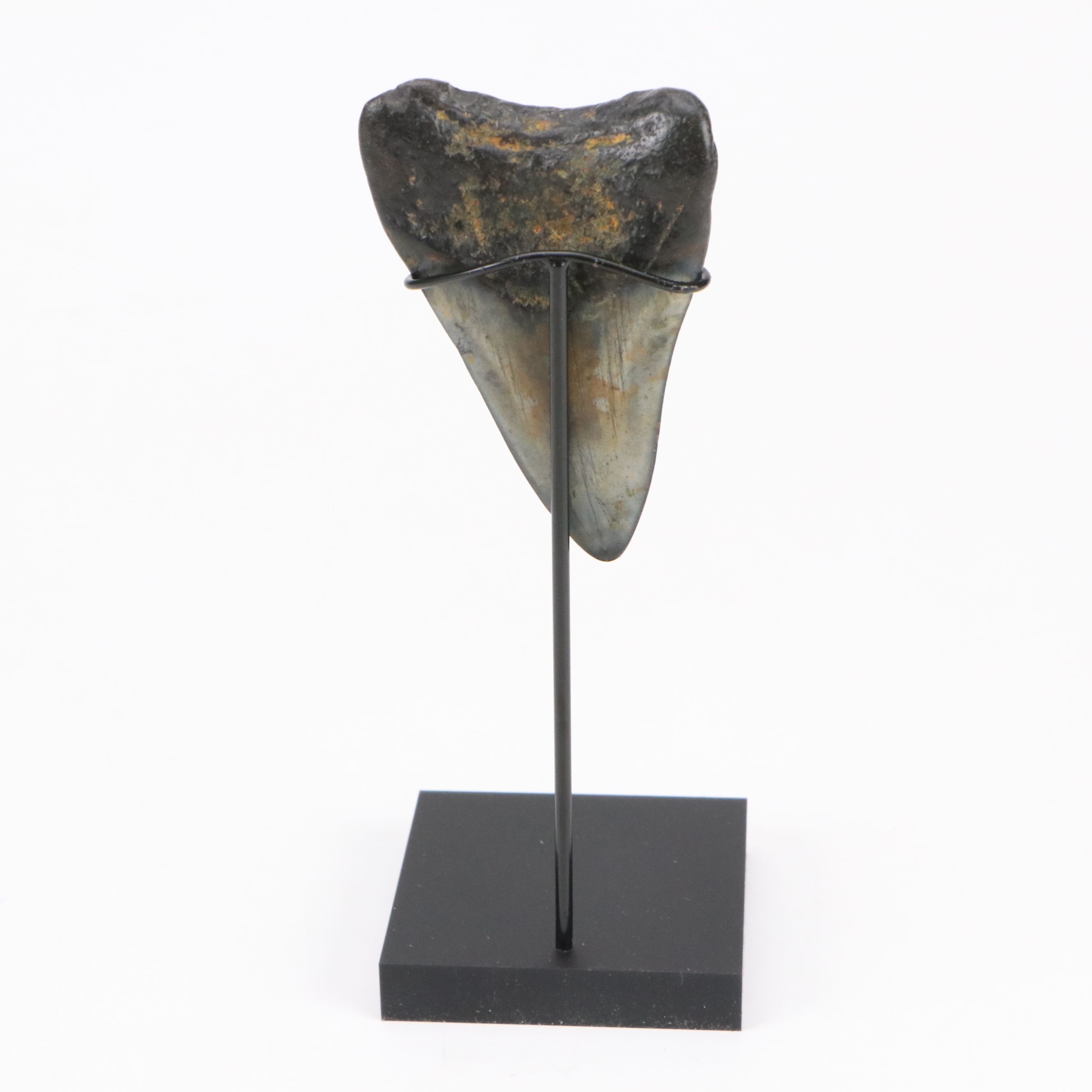 Fernandina Beach Area Megalodon Tooth with Custom Stand