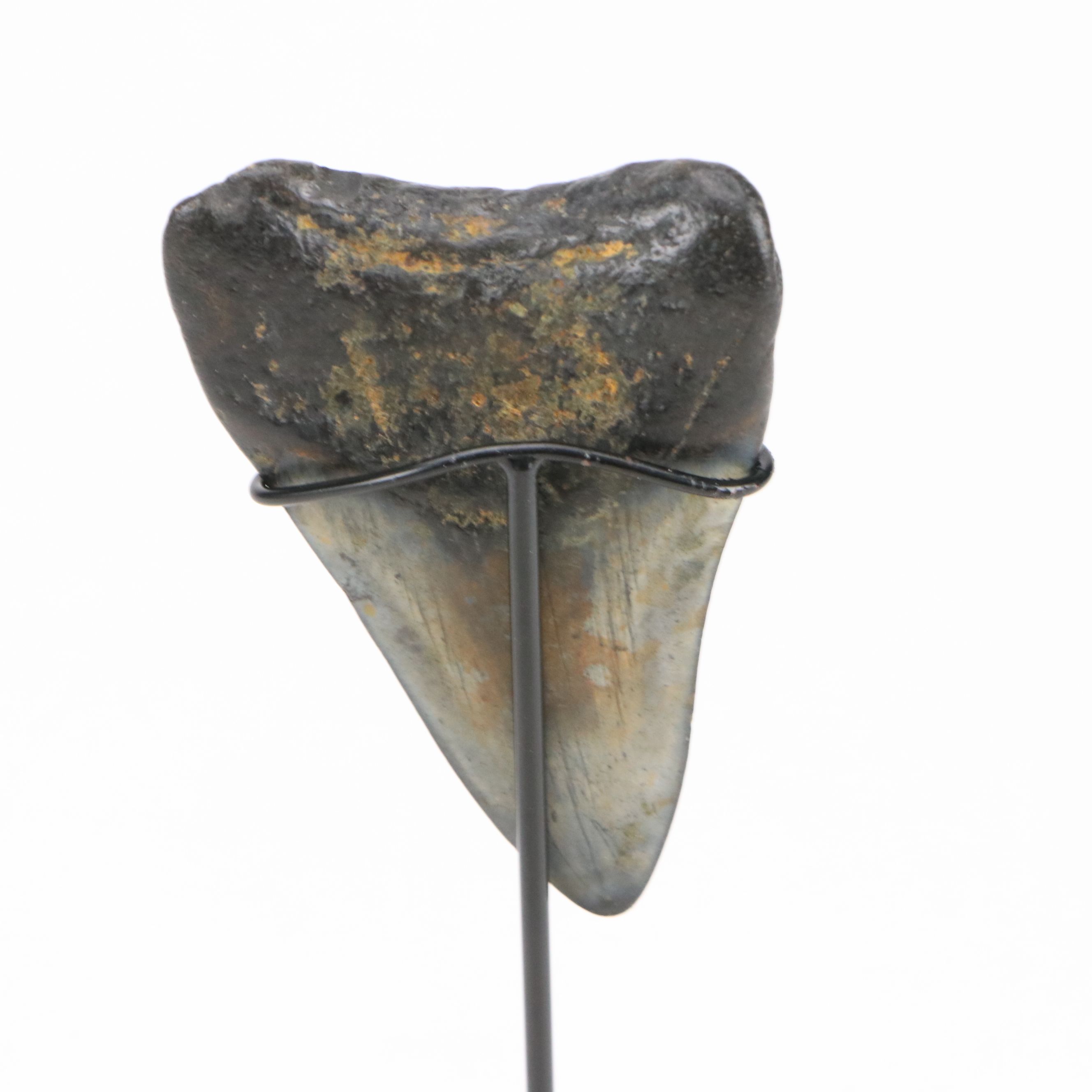 Fernandina Beach Area Megalodon Tooth with Custom Stand