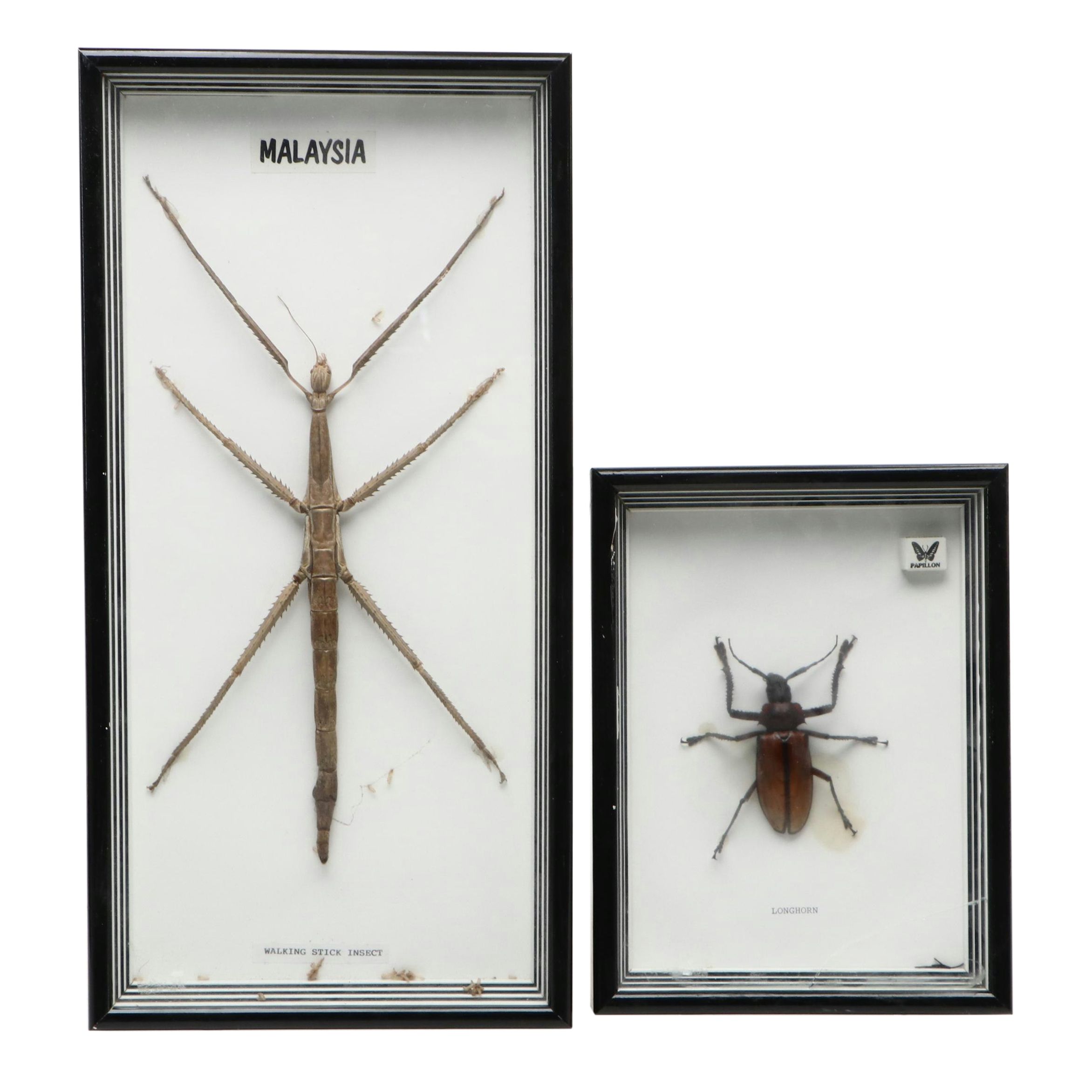 Taxidermy Malaysian Stick Insect and Longhorn Beetle in Shadowbox Frames