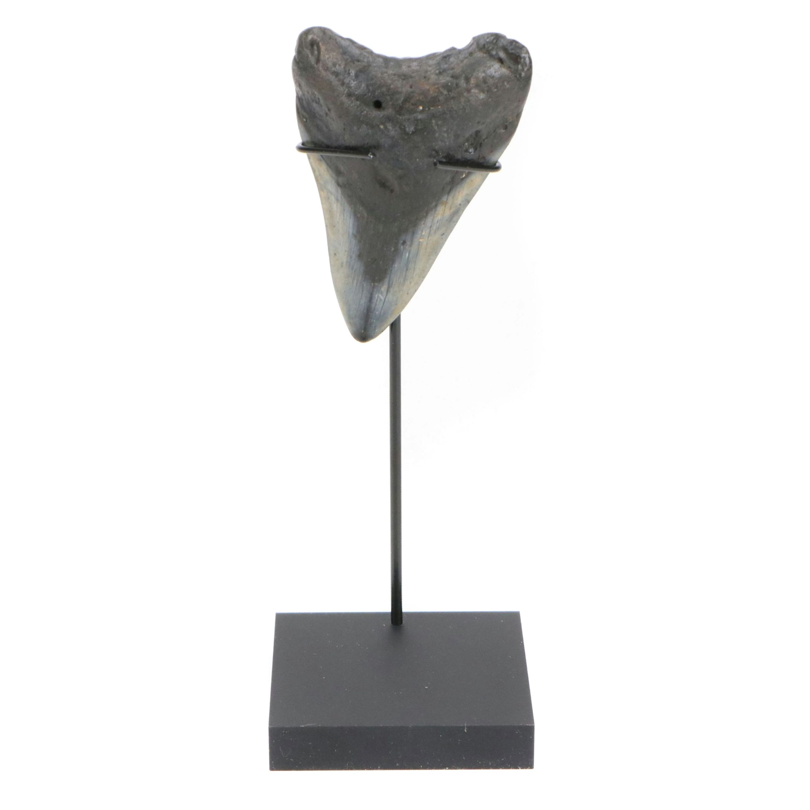 Fernandina Beach Area Megalodon Tooth with Custom Stand