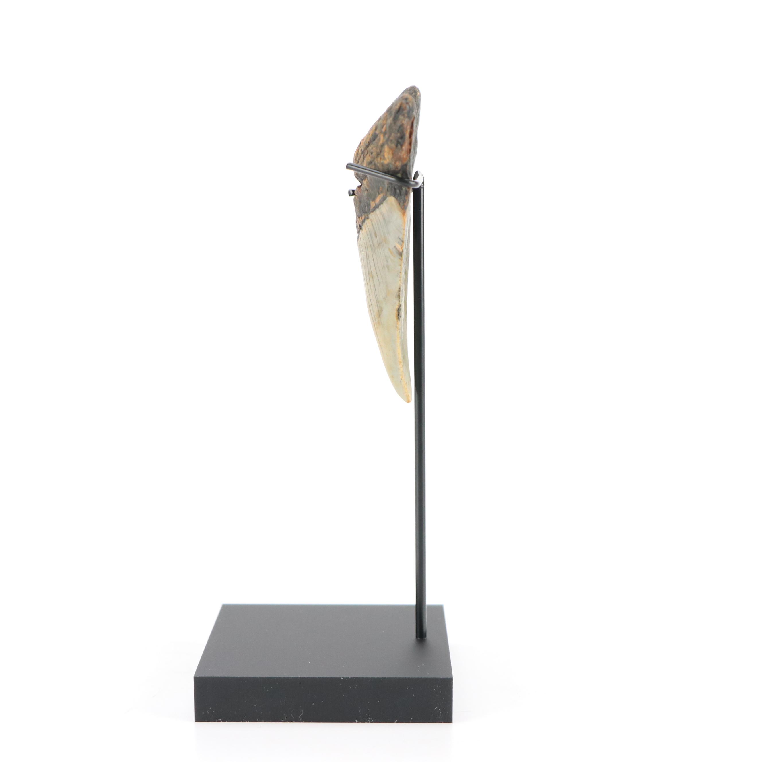 Fernandina Beach Area Megalodon Tooth with Custom Stand